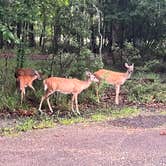 Review photo of Fontainebleau State Park Campground by Megin F., June 7, 2024