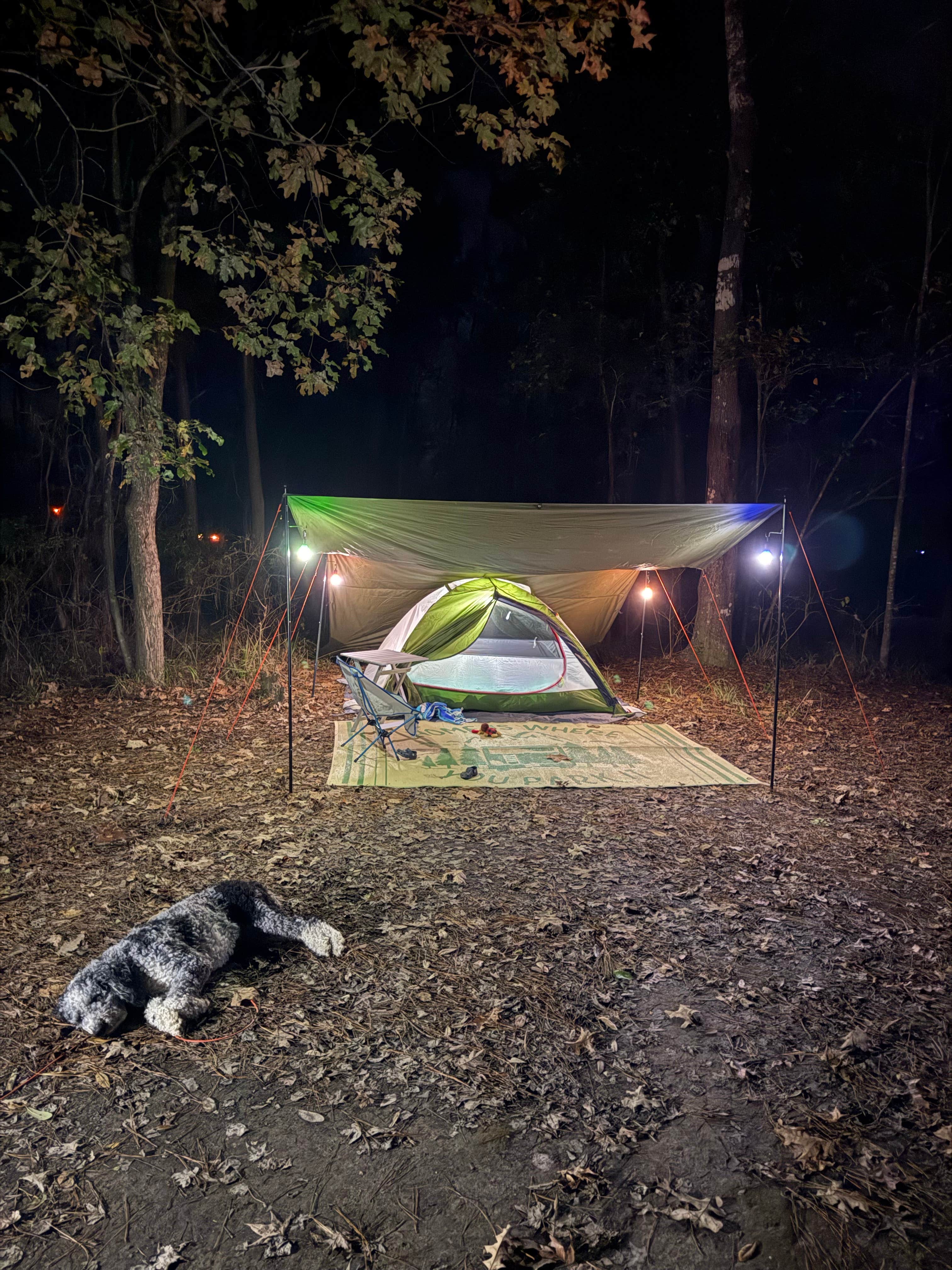 Taylor C.'s photo of camping with pets at Fontainebleau State Park Campground near Maurepas, LA