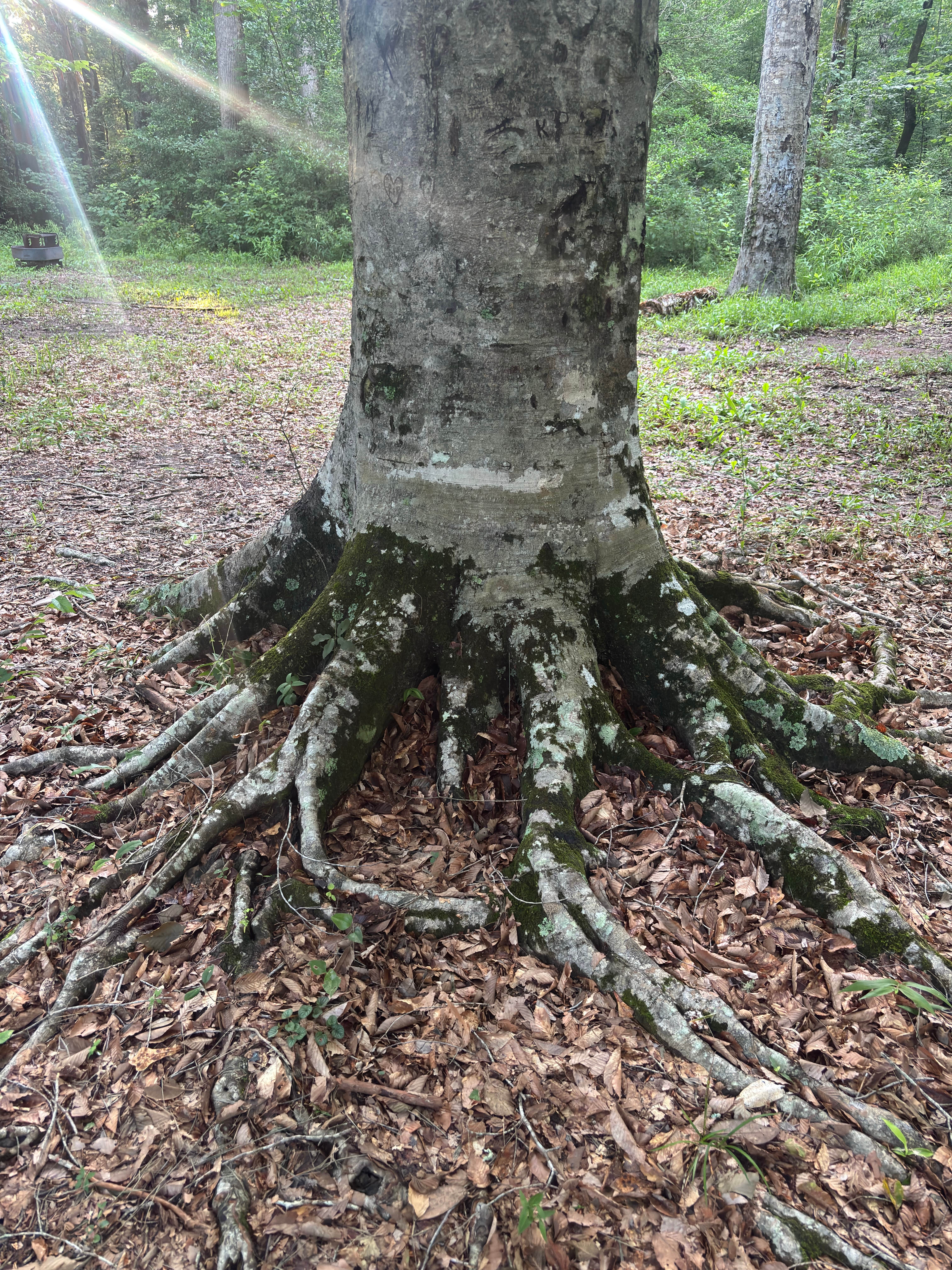 Camper-submitted photo at Kisatchie Bayou Complex near Anacoco, LA