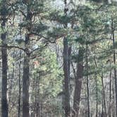 Review photo of Lake Bistineau State Park Campground by lynn K., February 8, 2026