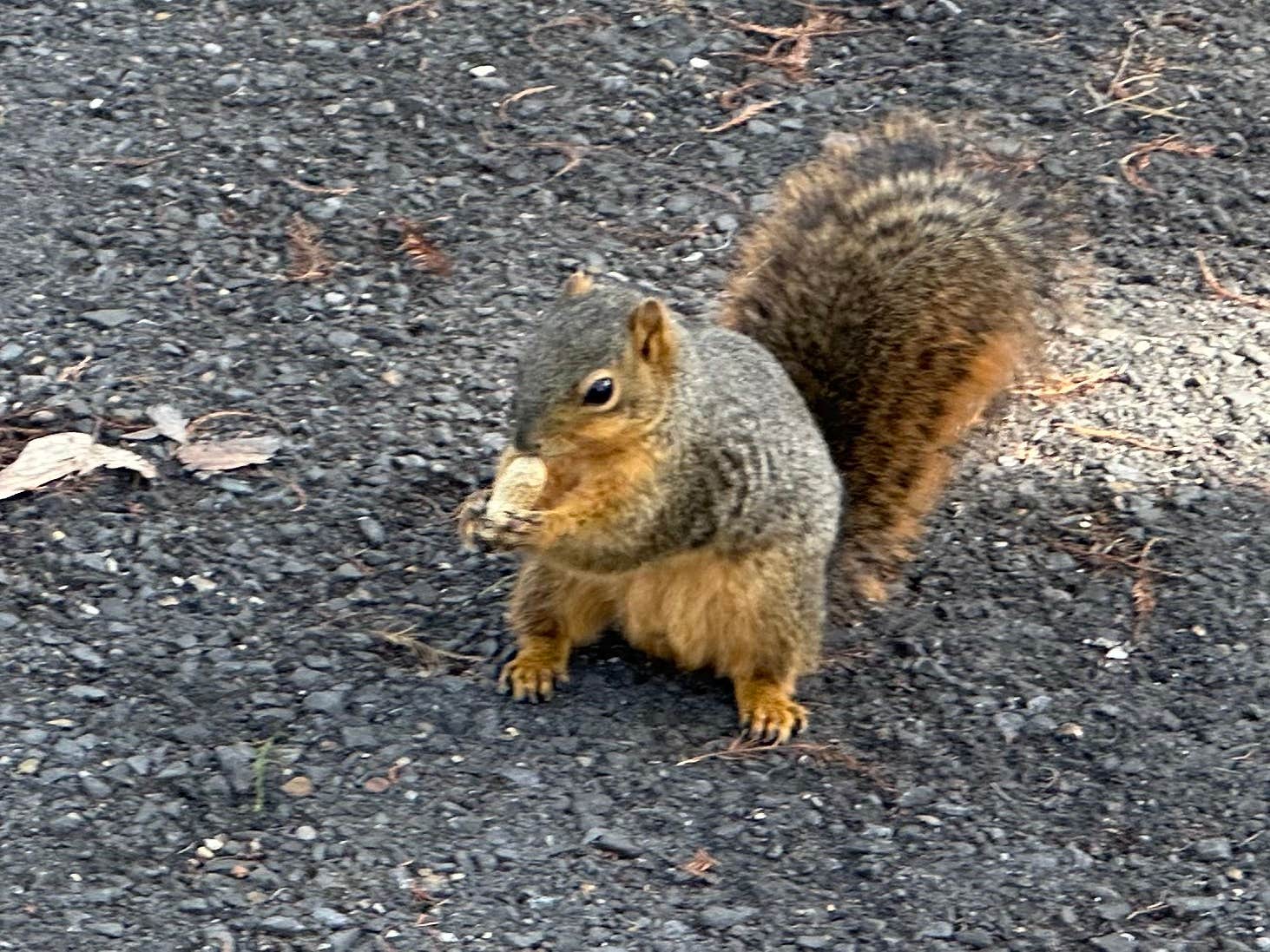 James P.'s photo of camping with pets at Lake End Park Campground & Marina near Houma, LA