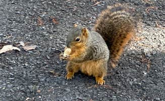 James P.'s photo of camping with pets at Lake End Park Campground & Marina near Prairieville, LA