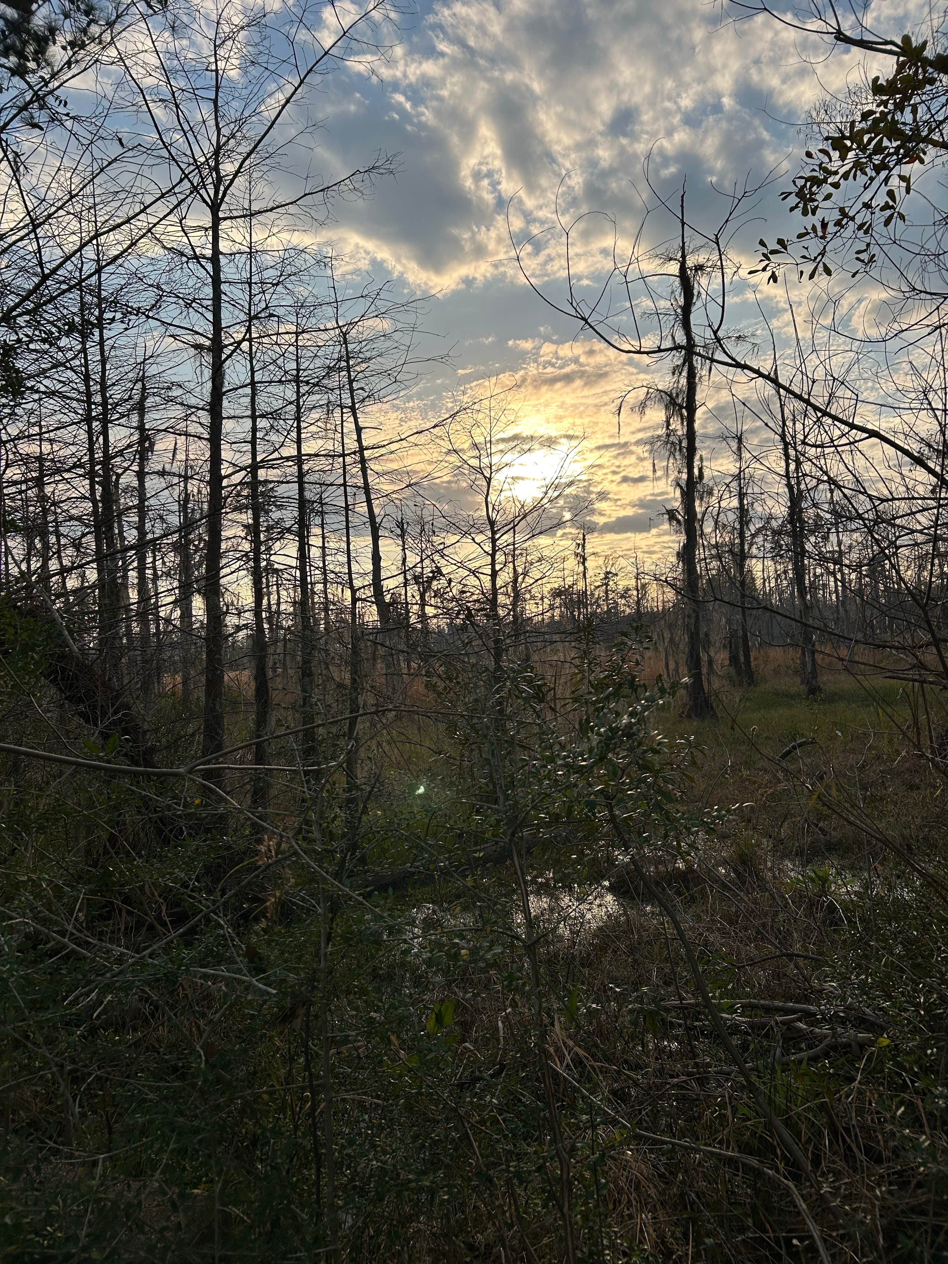 Camper-submitted photo at Sam Houston Jones State Park — Sam Houston Jones State Park District II near Lake Charles, LA
