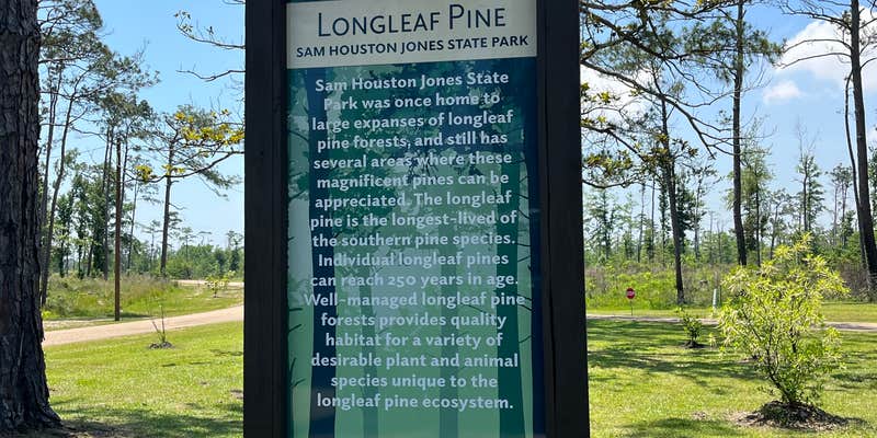 Camper submitted image from Sam Houston Jones State Park — Sam Houston Jones State Park District II