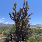 Review photo of Lovell Canyon Dispersed Camping (Spring Mountain) by Beverley G., November 13, 2024