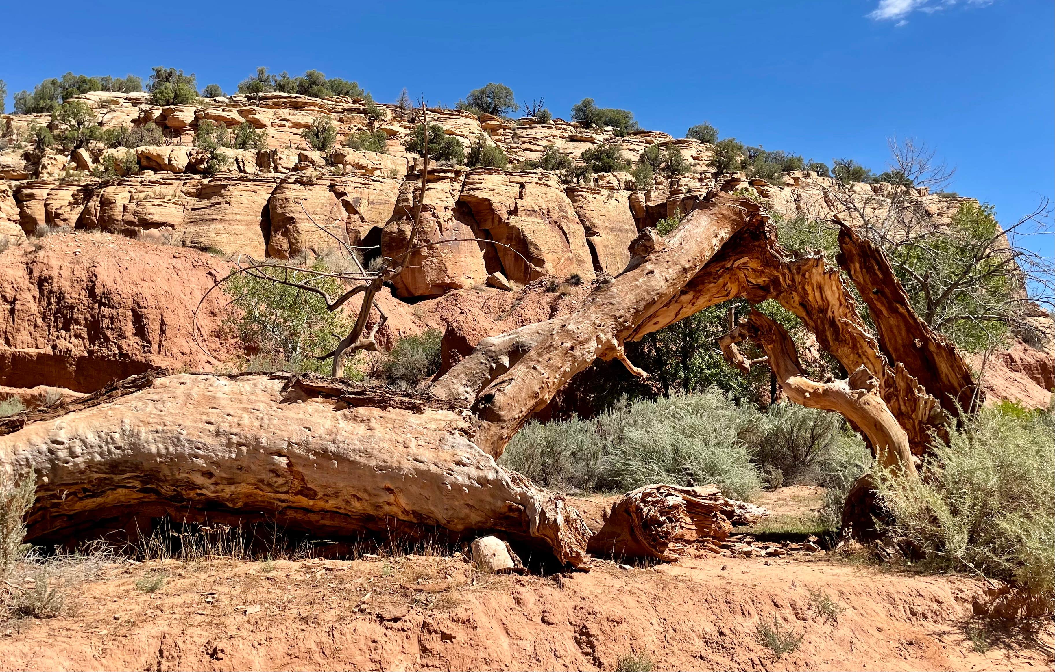 Camper-submitted photo at Lower Blue Mt Road BLM Dispersed near Dinosaur National Monument