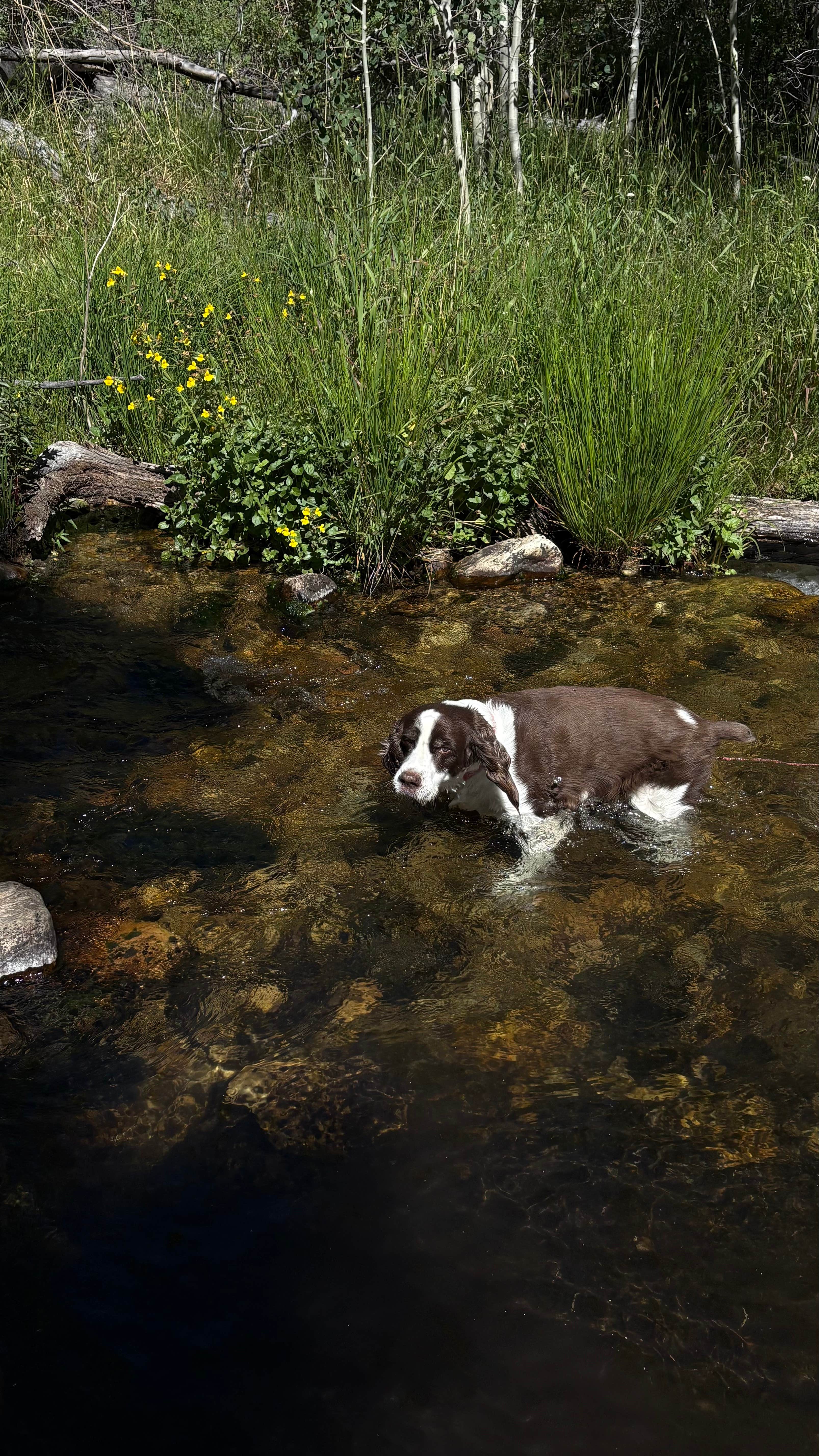 Joel R.'s photo of camping with pets at Lower Lehman Campground — Great Basin National Park near Baker, NV