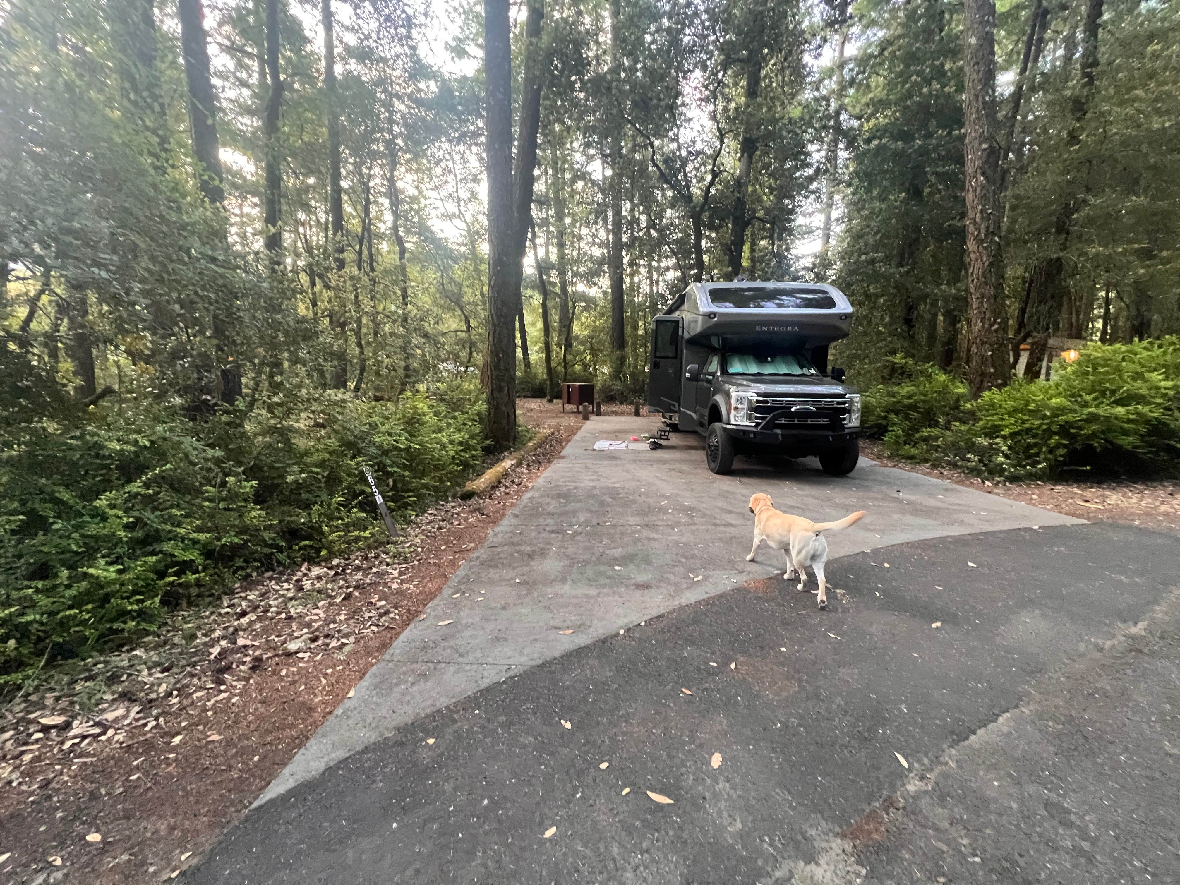 Jessica S.'s photo of camping with pets at Benbow State Recreation Area Campground near Covelo, CA