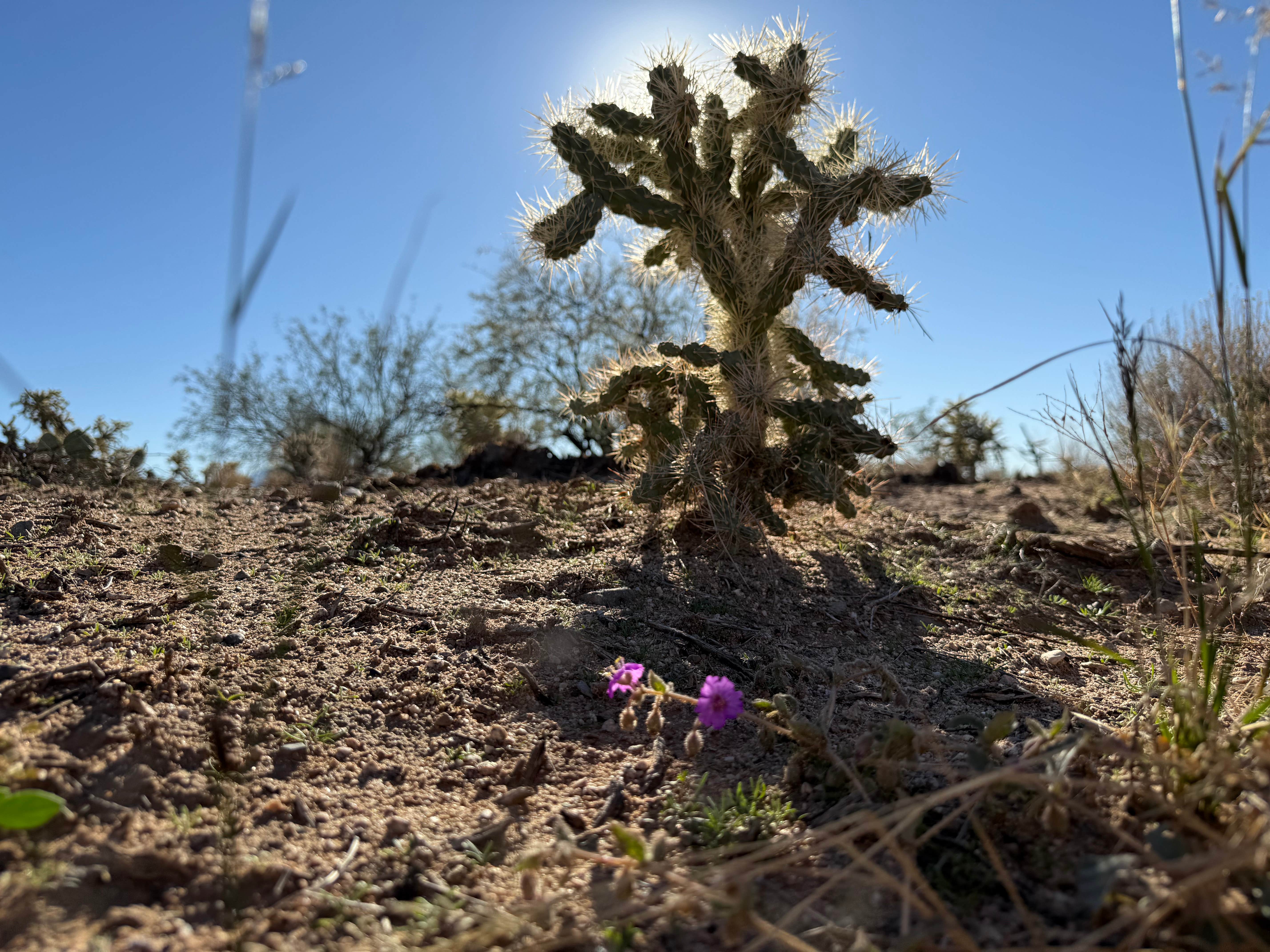 Camper-submitted photo at LS5 Ranch near Tucson, AZ