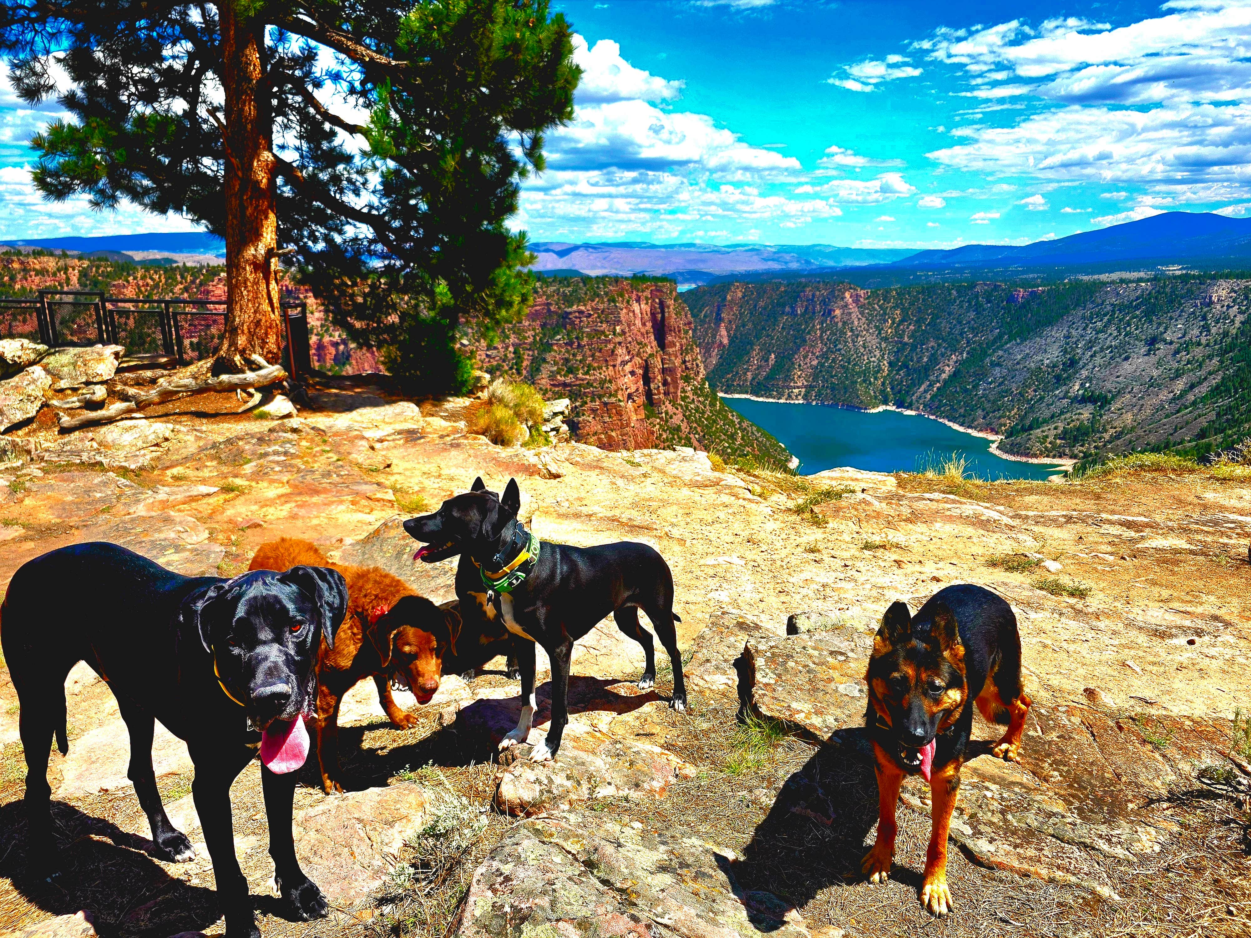 Don R.'s photo of camping with pets at Lucerne Campground - Ashley National Forest near Flaming Gorge, UT