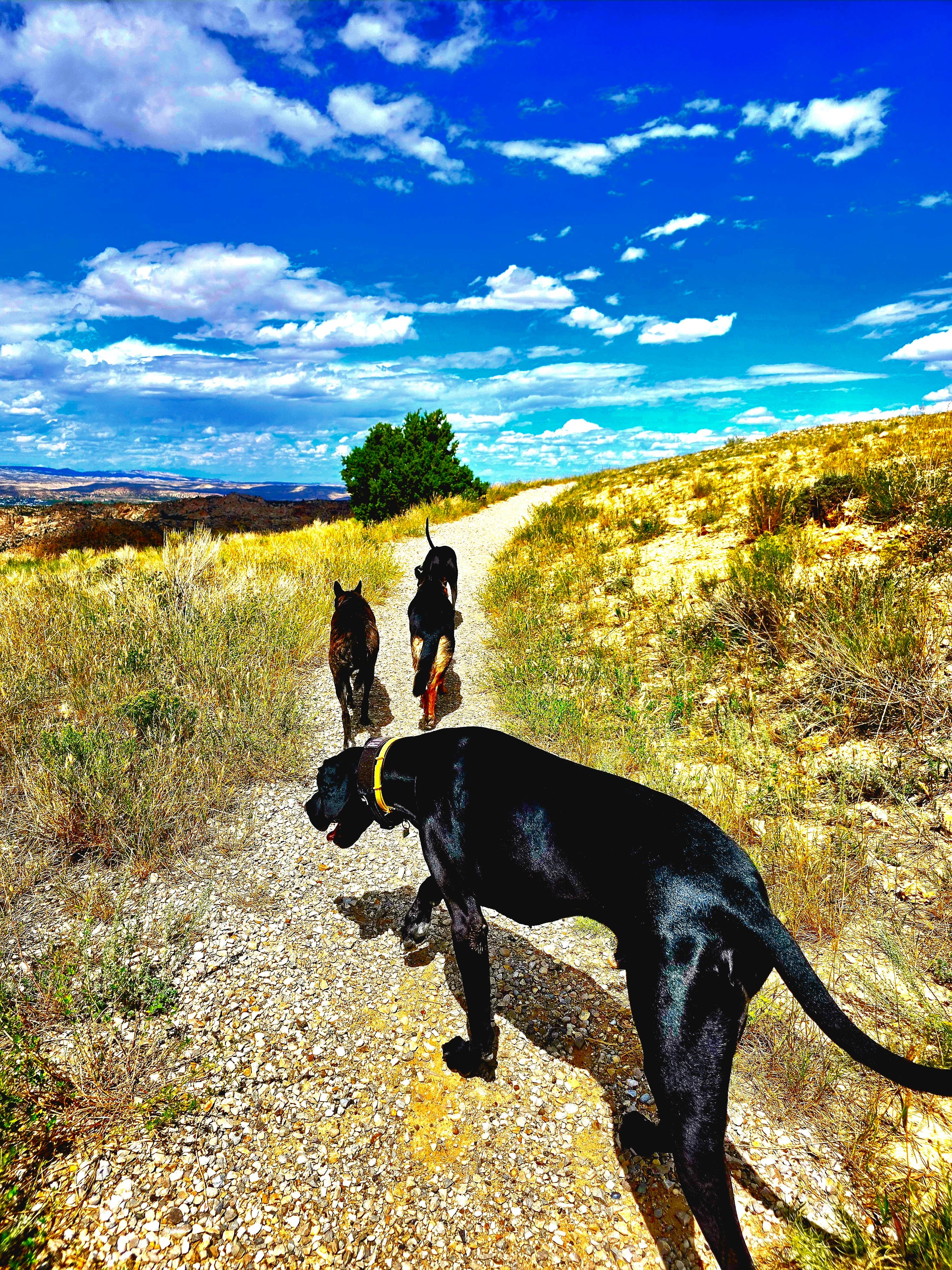 Don R.'s photo of camping with pets at Lucerne Campground - Ashley National Forest near Green River, WY