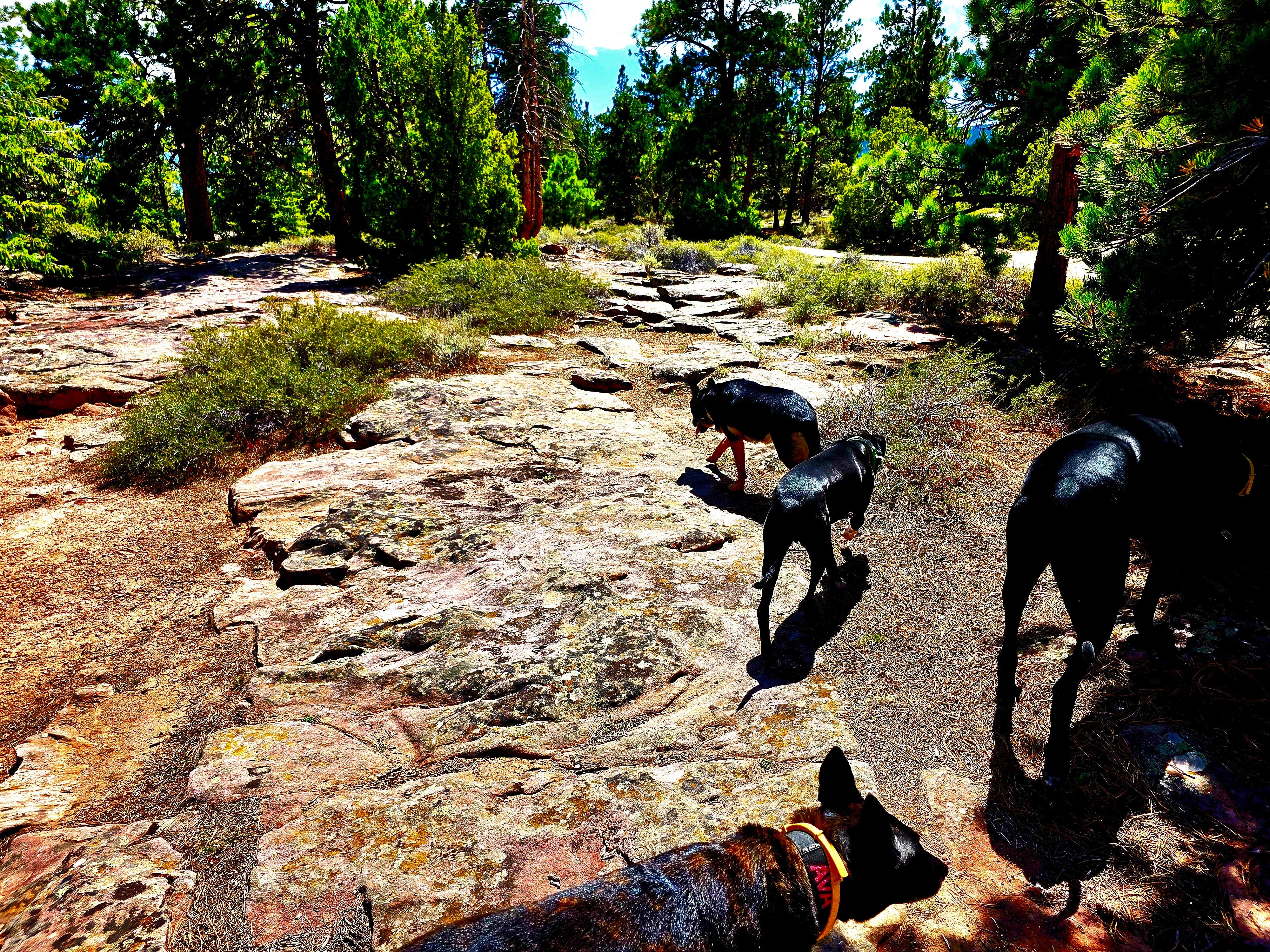 Don R.'s photo of camping with pets at Lucerne Campground - Ashley National Forest near Lonetree, WY
