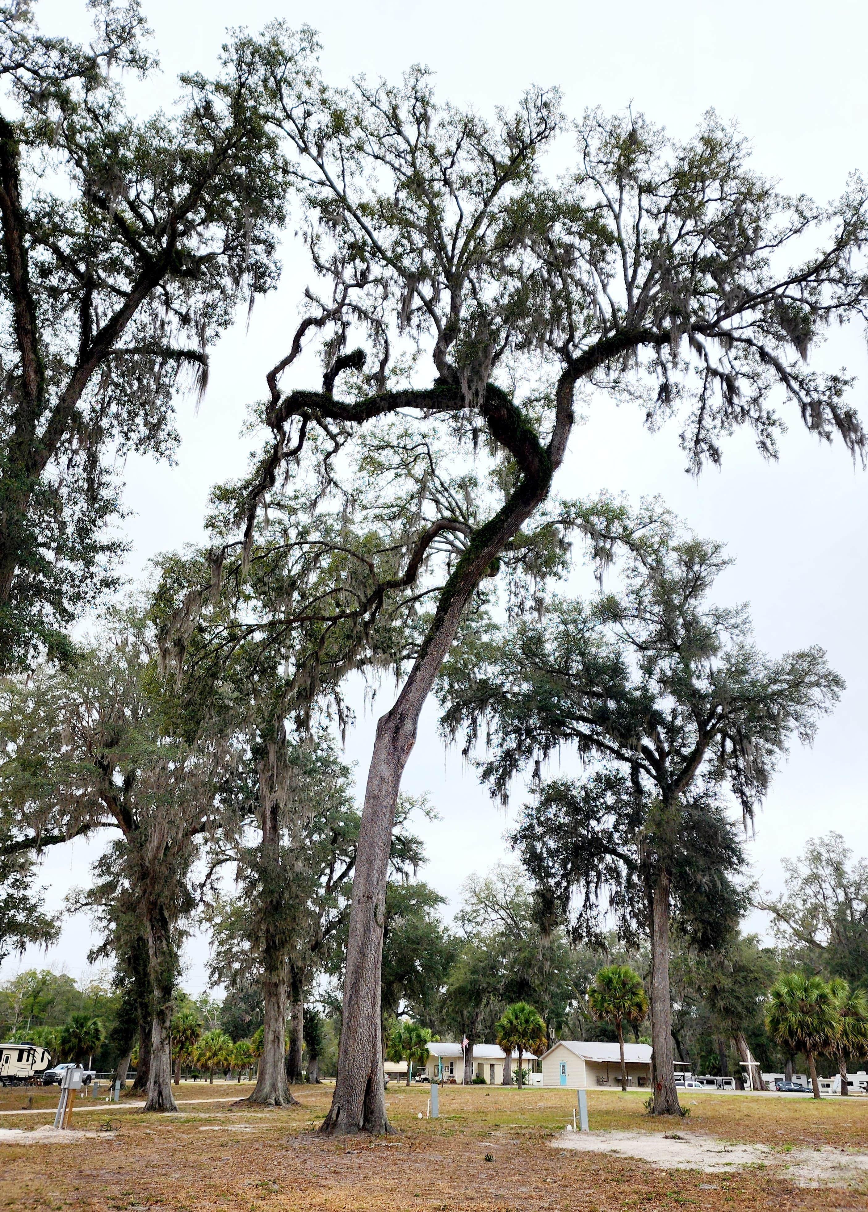 Camping near Fanning Springs State Park Campground: Lucky Charm RV Park, Fanning Springs, Florida