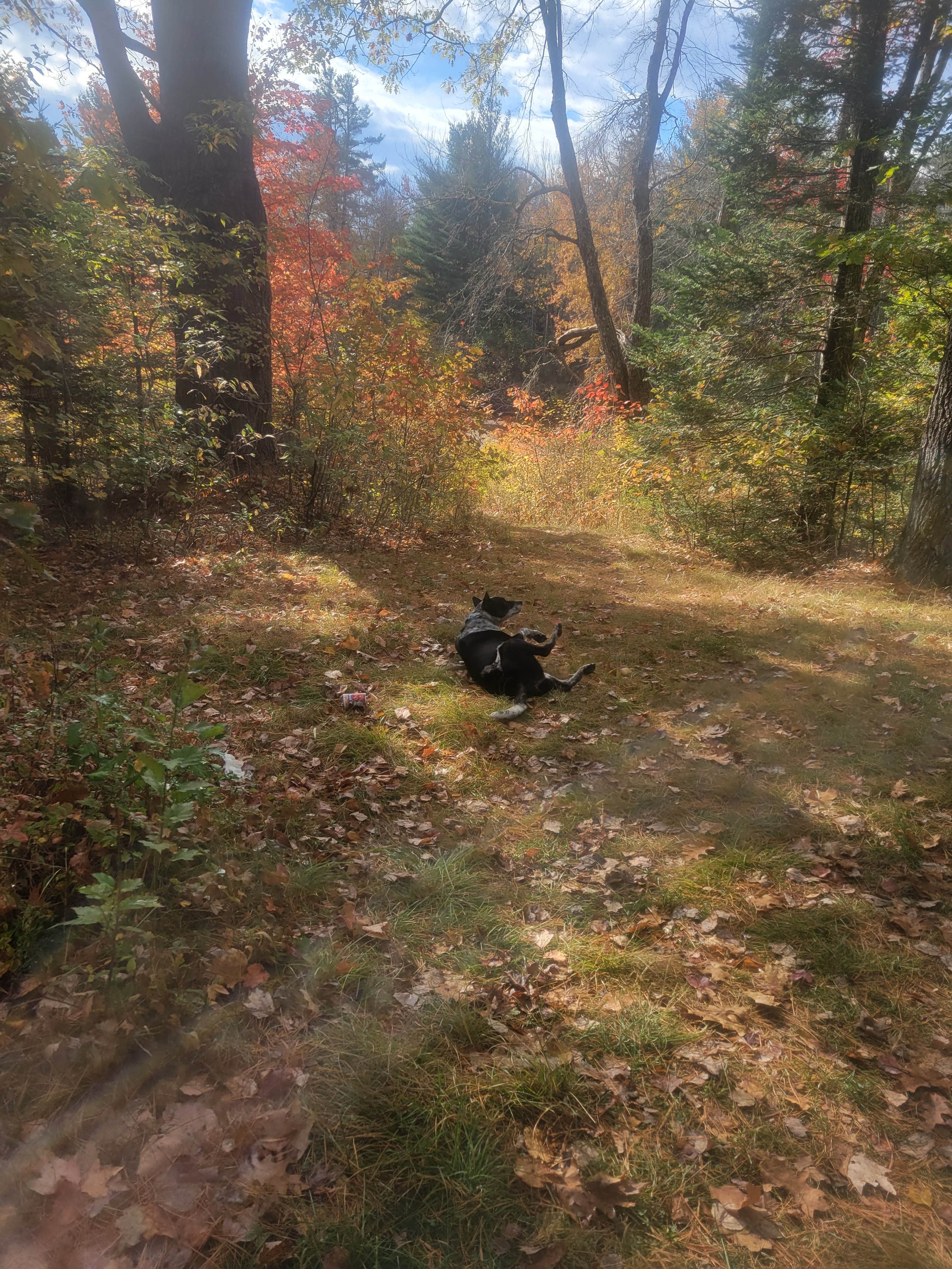 Camper-submitted photo at Machias Rips Campsite near Aurora, ME