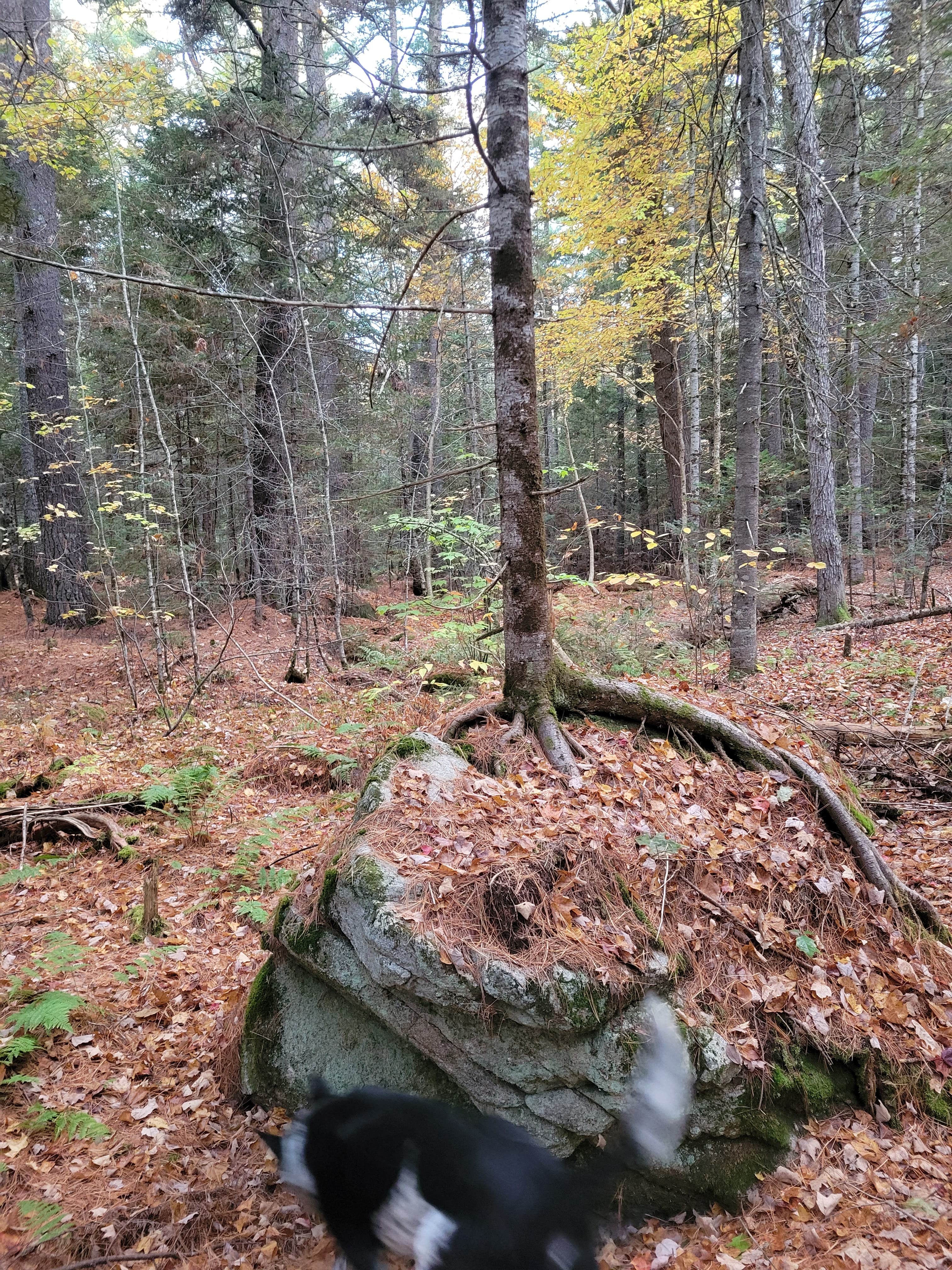 Machias Rips Campsite