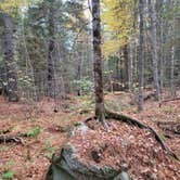 Review photo of Machias Rips Campsite by goose10091203 , October 15, 2025