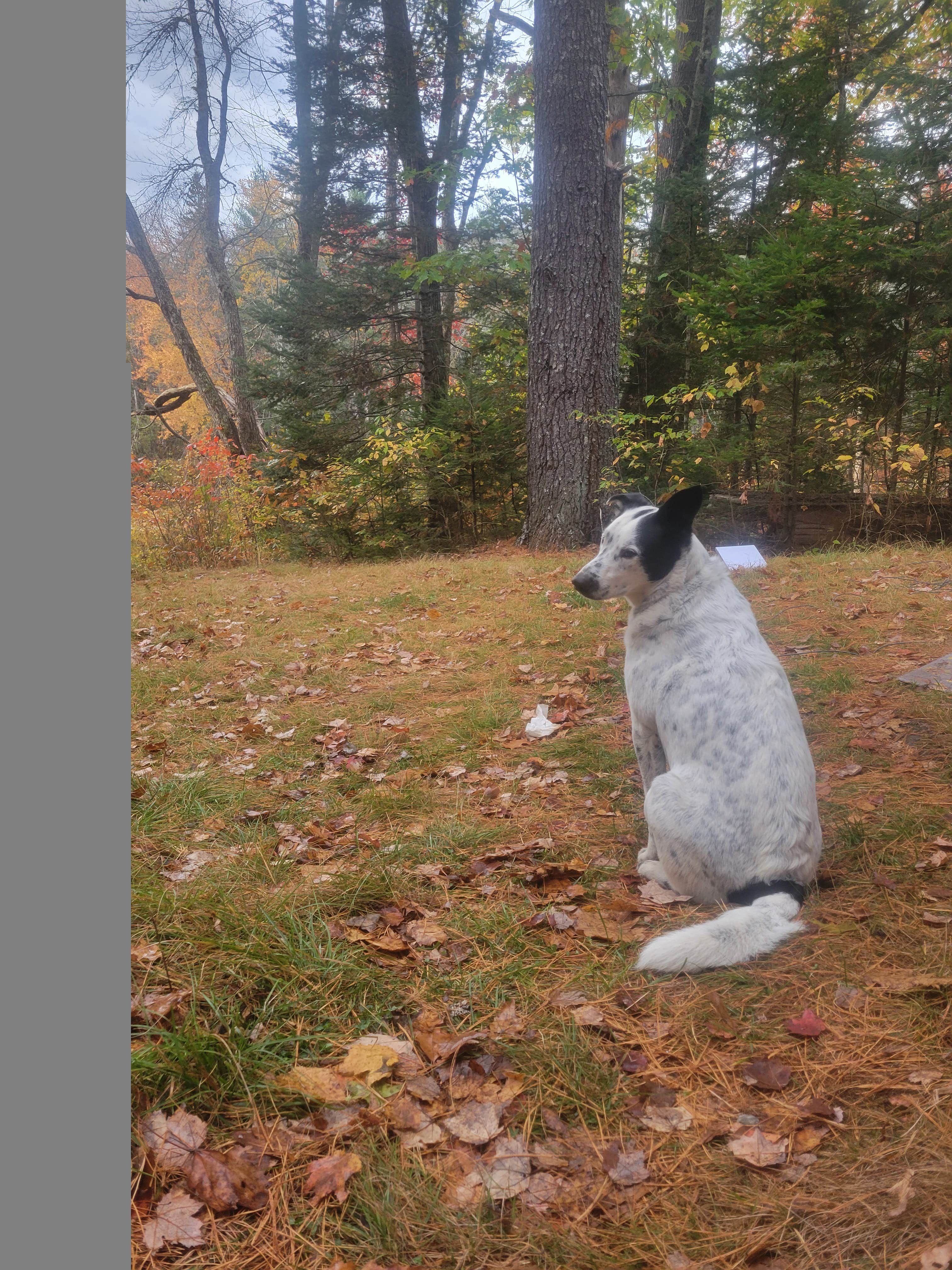 Camper-submitted photo at Machias Rips Campsite near Aurora, ME