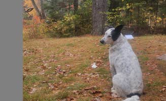 goose10091203's photo of camping with pets at Machias Rips Campsite near Lambert Lake, ME