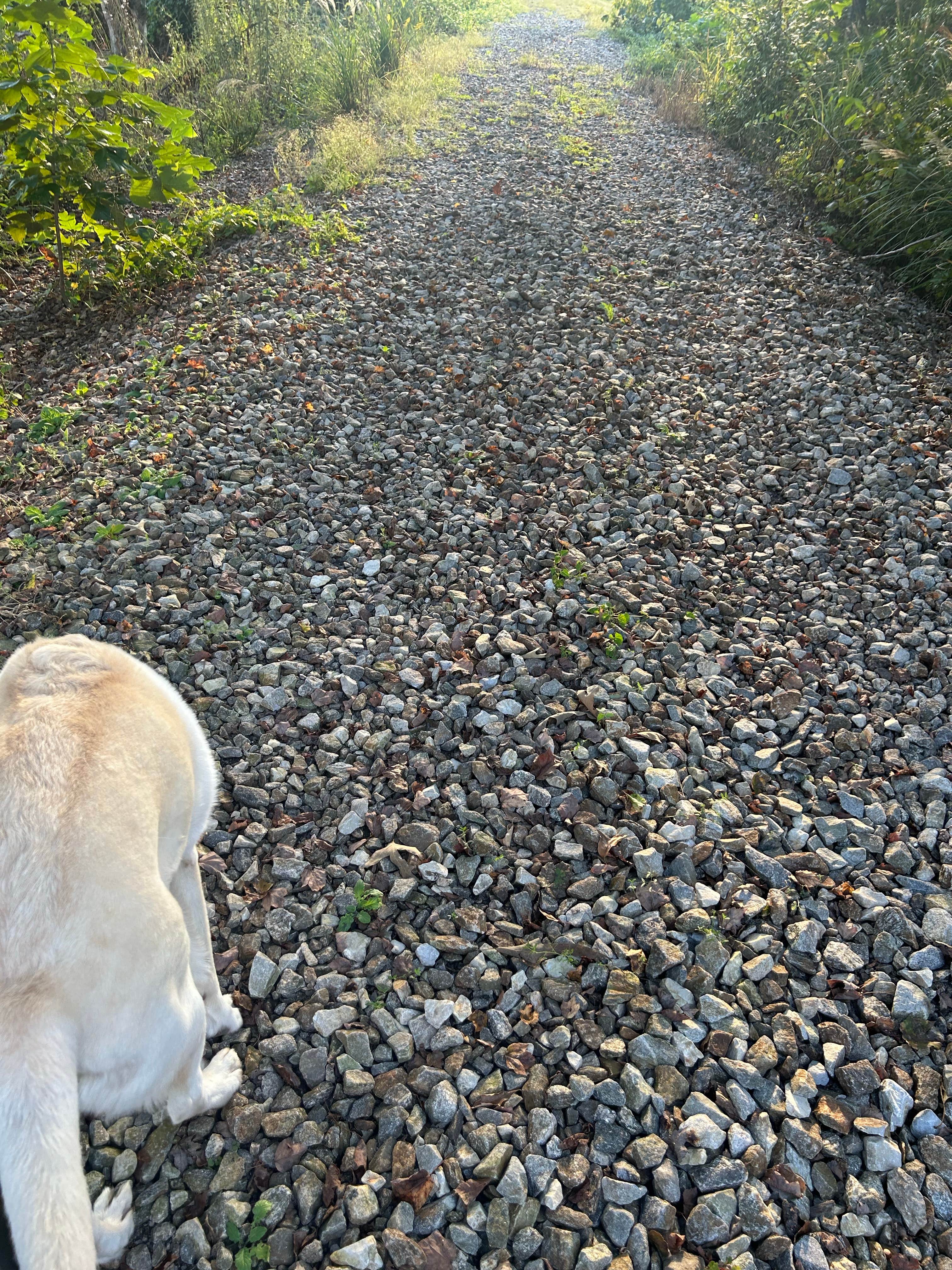 Brenda L.'s photo of camping with pets at Maddox Meadows RV Park near Cedar Mountain, NC
