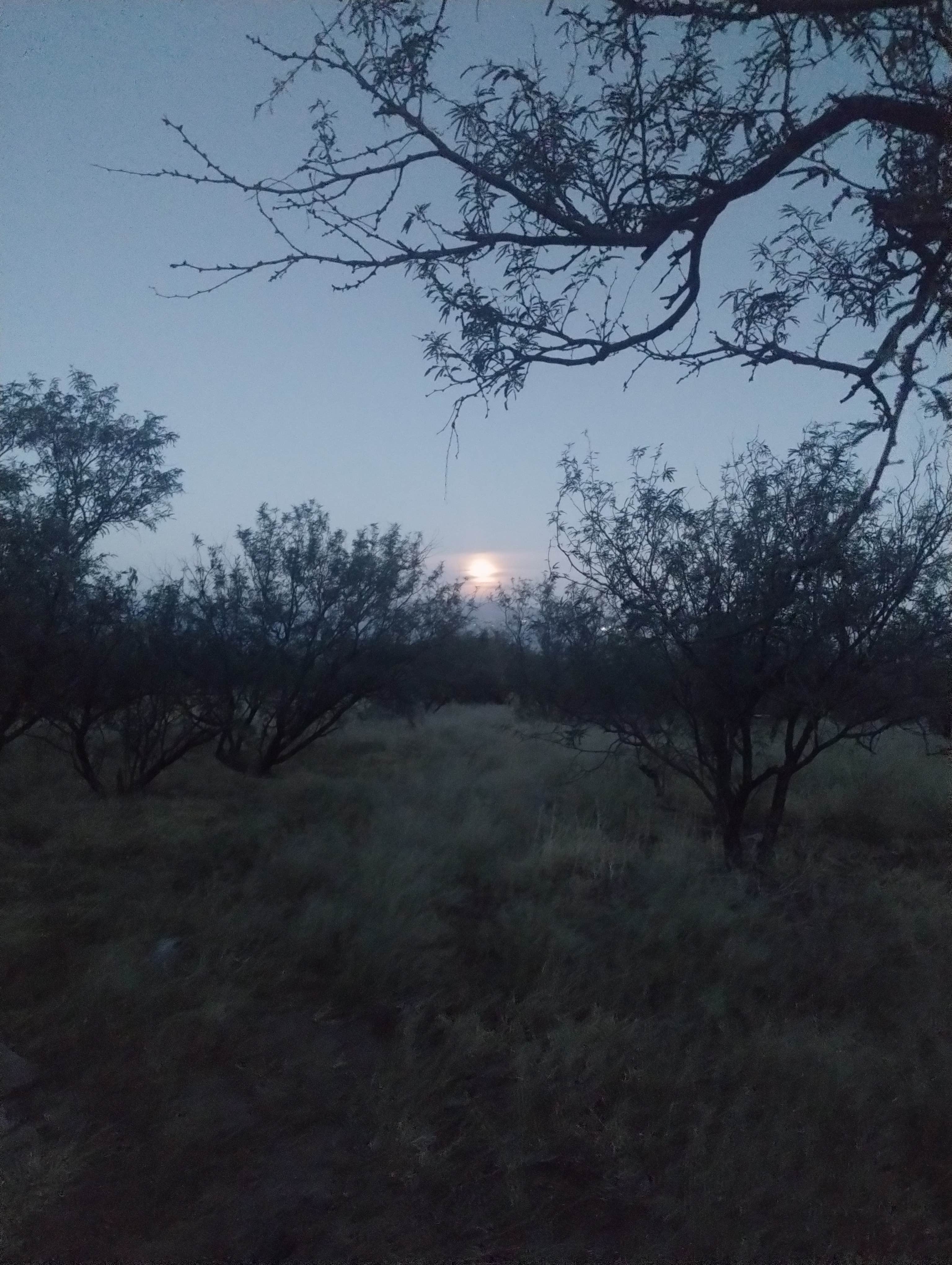 Camper submitted image from Madera Canyon on Proctor Road - 2