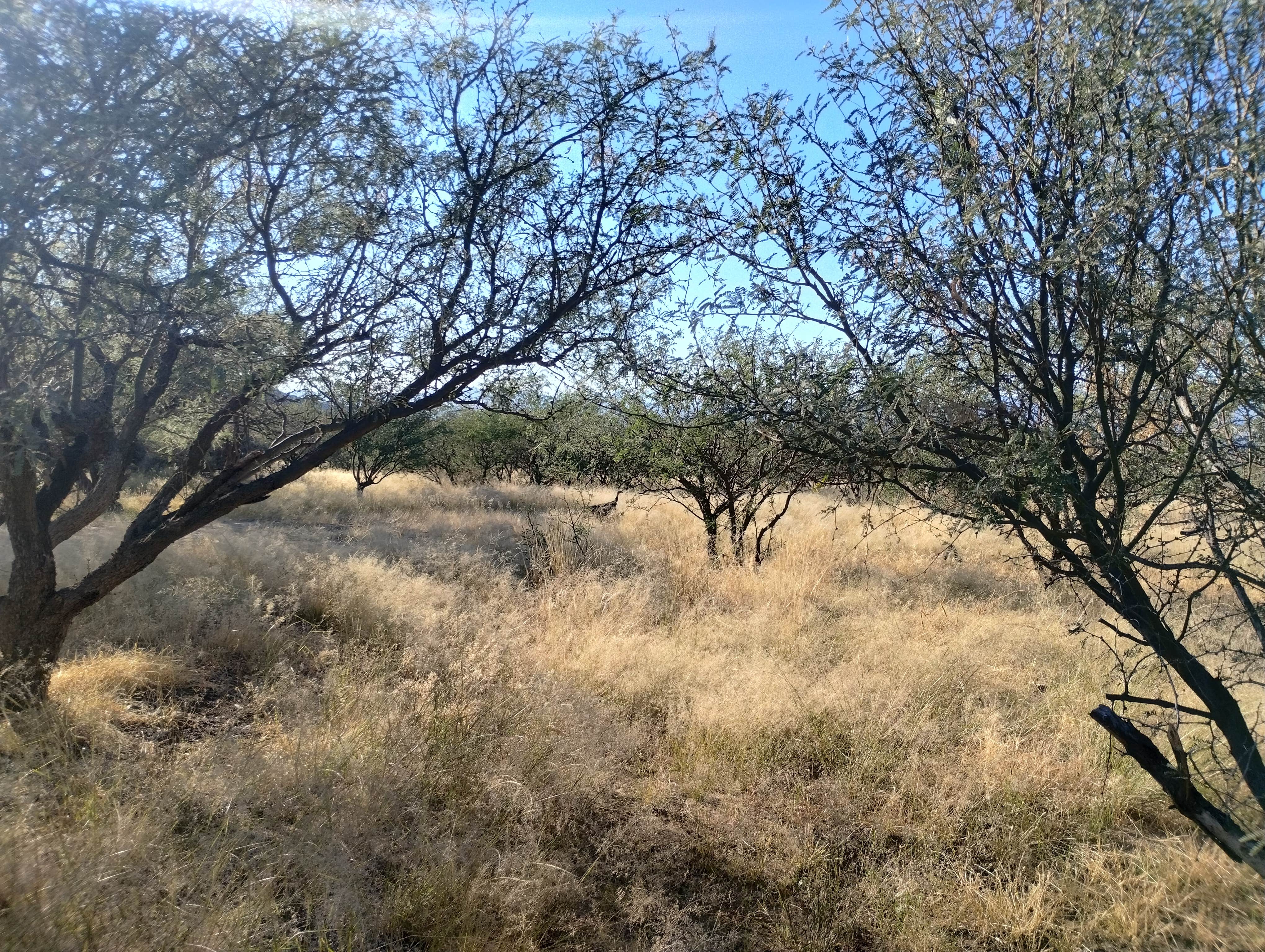 Camper submitted image from Madera Canyon on Proctor Road - 1