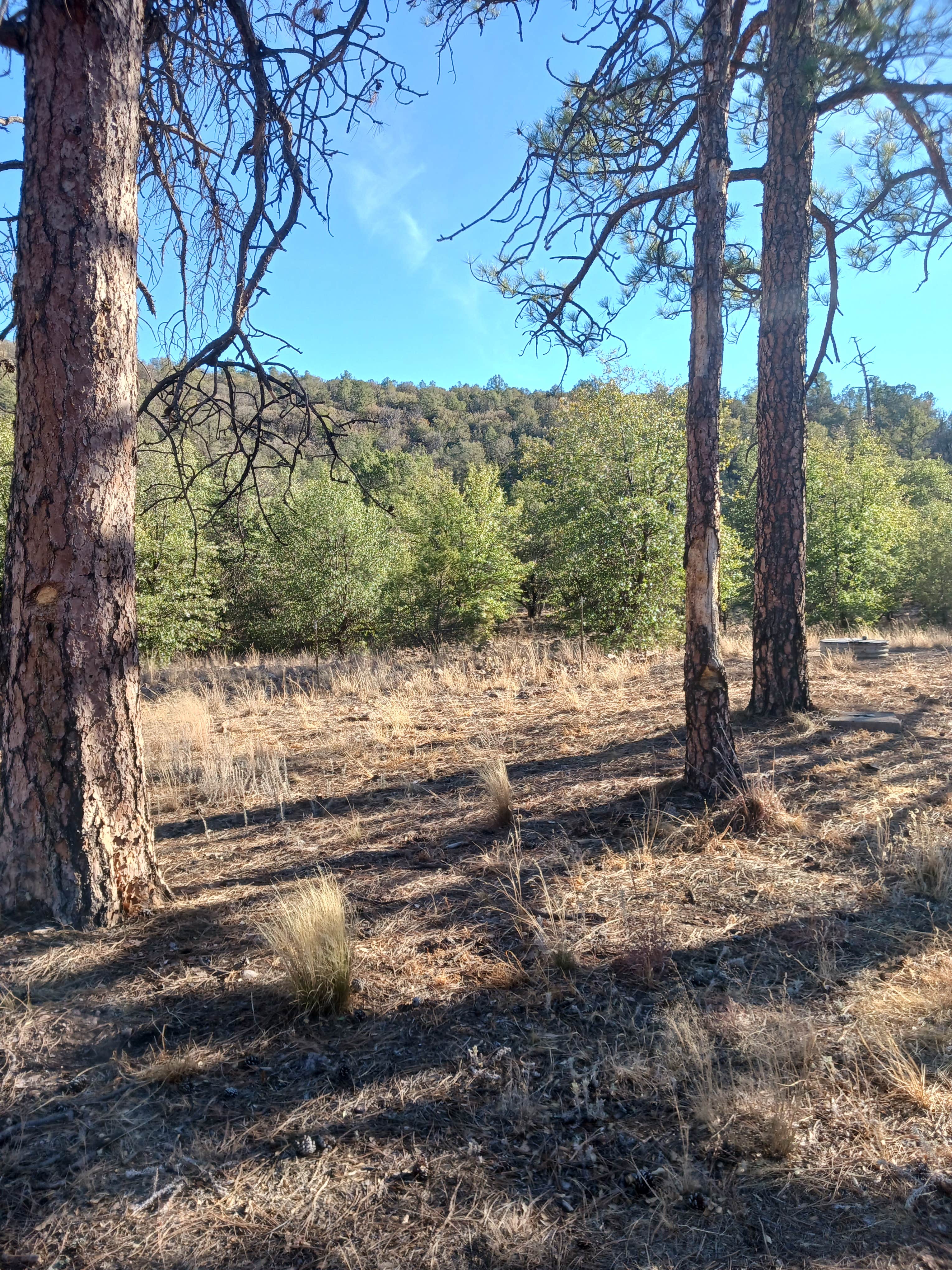 Camping near Tiny Town RV Park: Madera Canyon Roadside Park Dispersed, Fort Davis, Texas