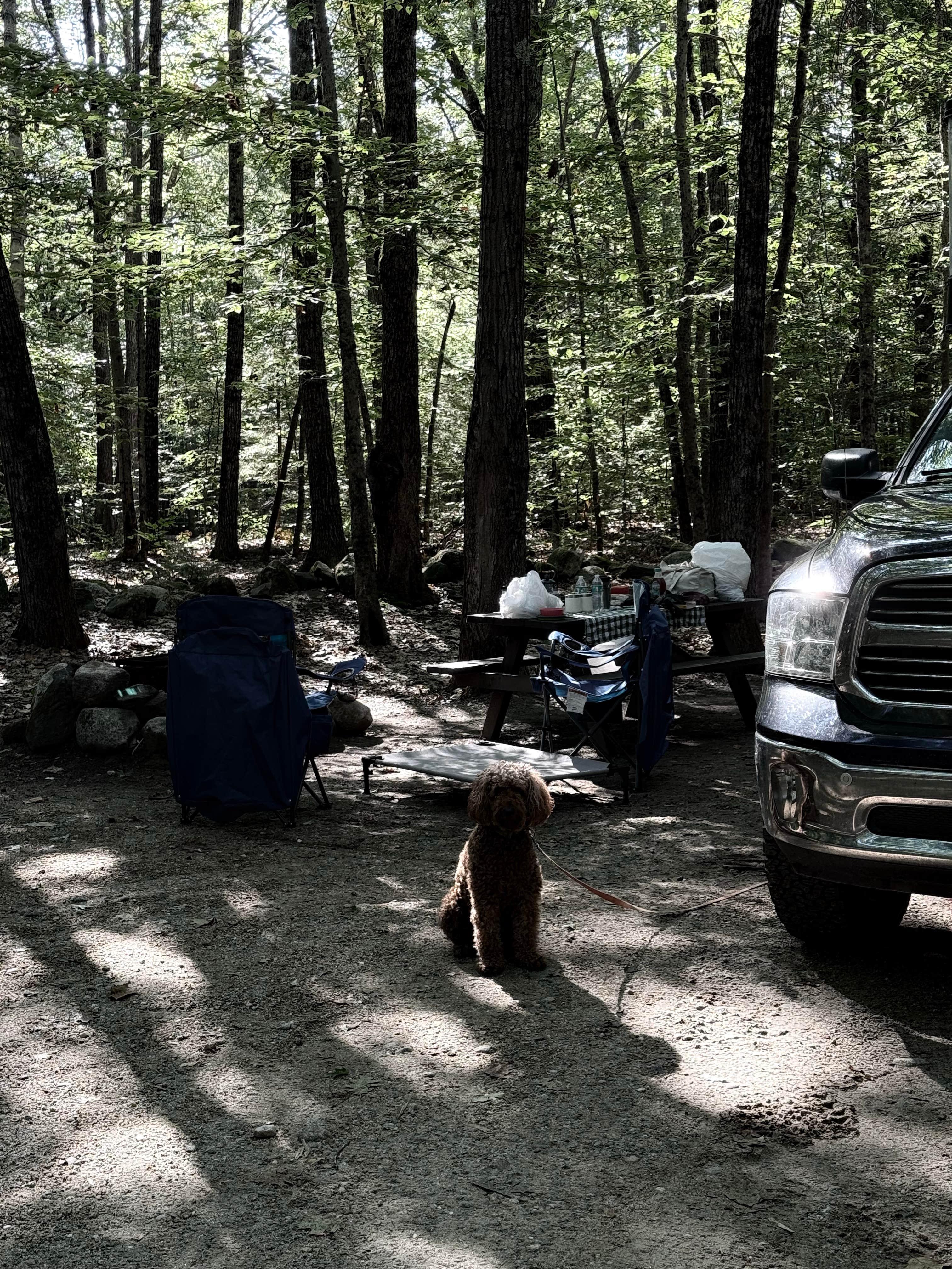 alicianlv's photo of camping with pets at Bradbury Mountain State Park Campground near Casco, ME