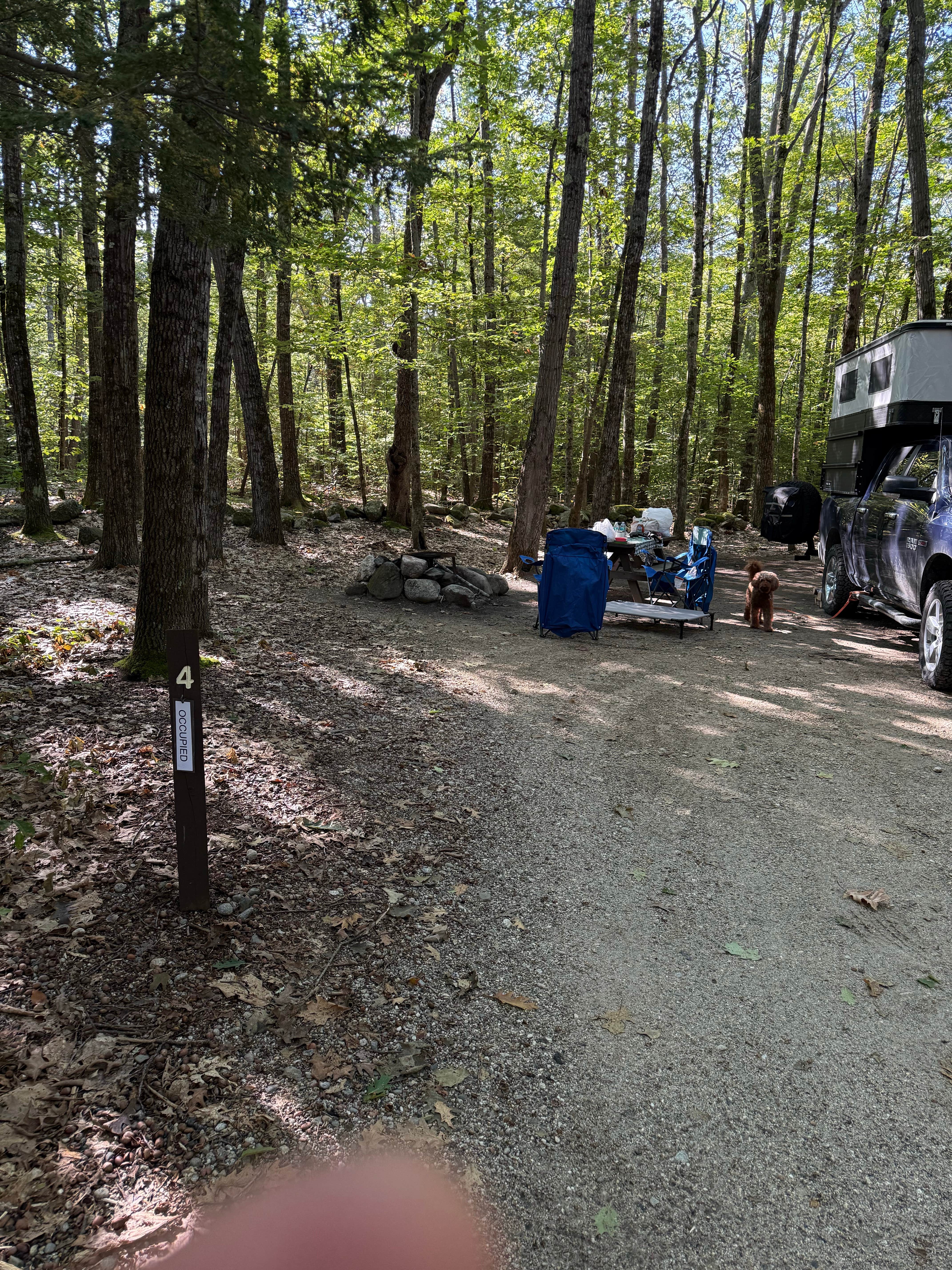 alicianlv's photo of camping with pets at Bradbury Mountain State Park Campground near Portland, ME
