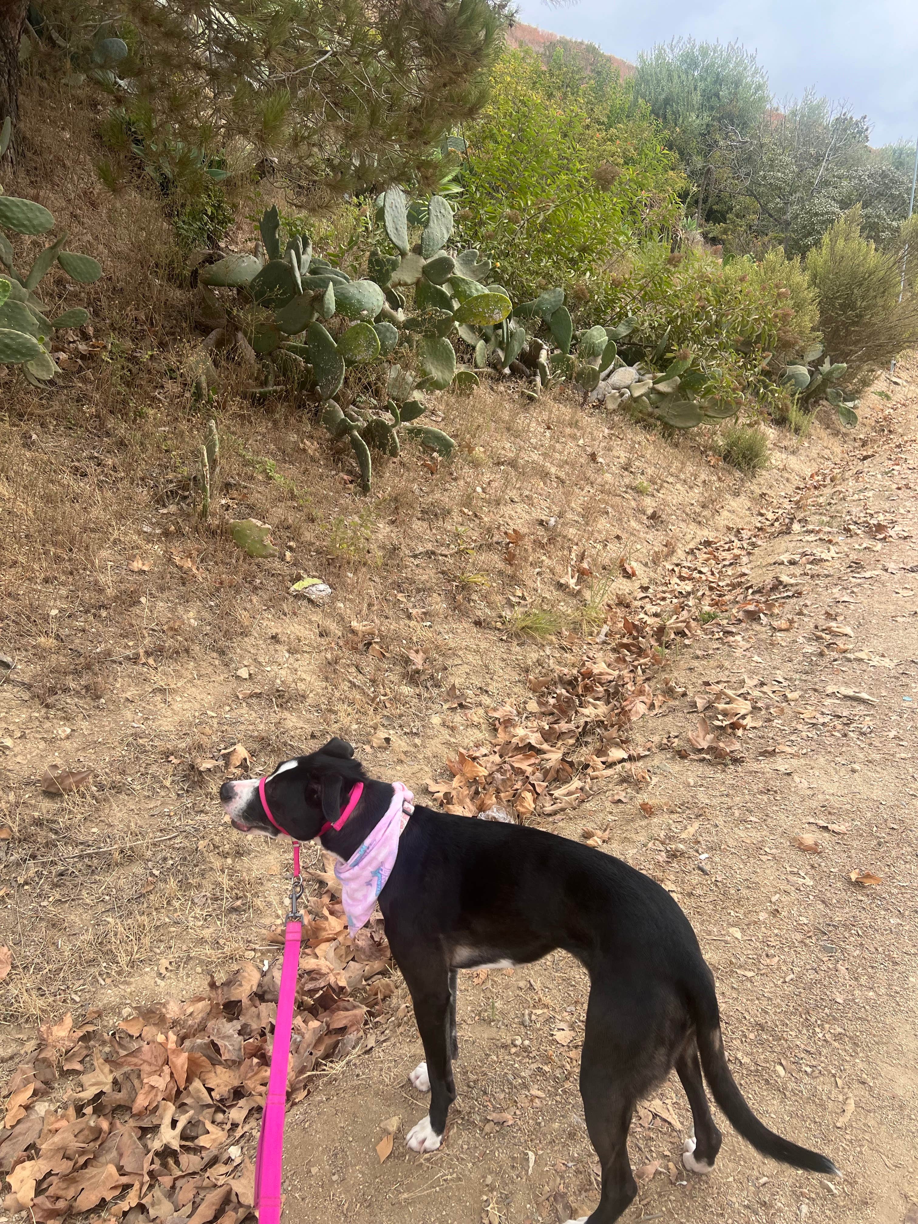 Kate's photo of camping with pets at Malibu Beach RV Park near Palos Verdes Peninsula, CA
