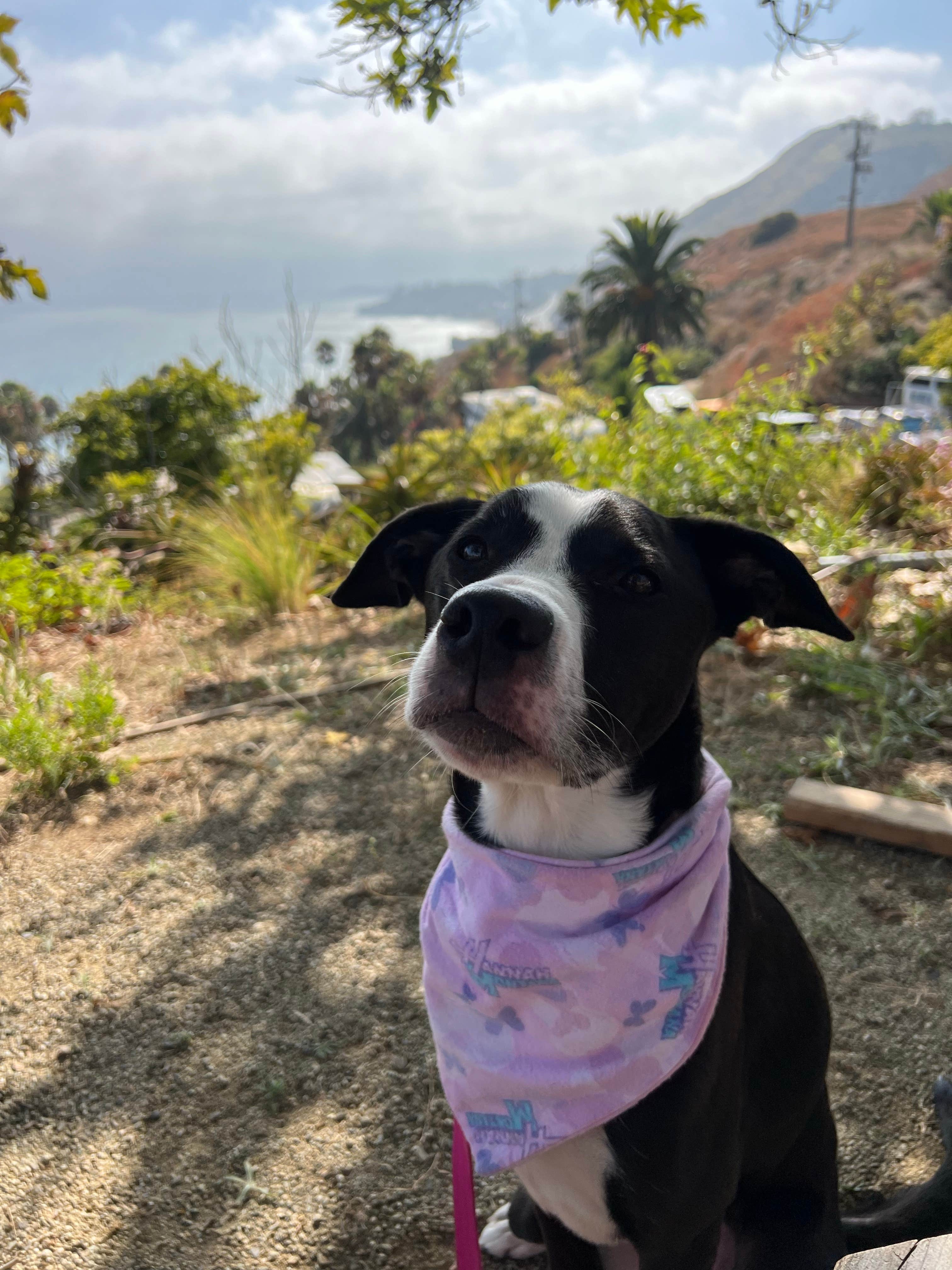 Kate's photo of camping with pets at Malibu Beach RV Park near Santa Monica, CA