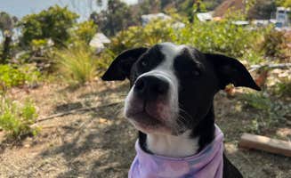 Kate's photo of camping with pets at Malibu Beach RV Park near Santa Monica, CA