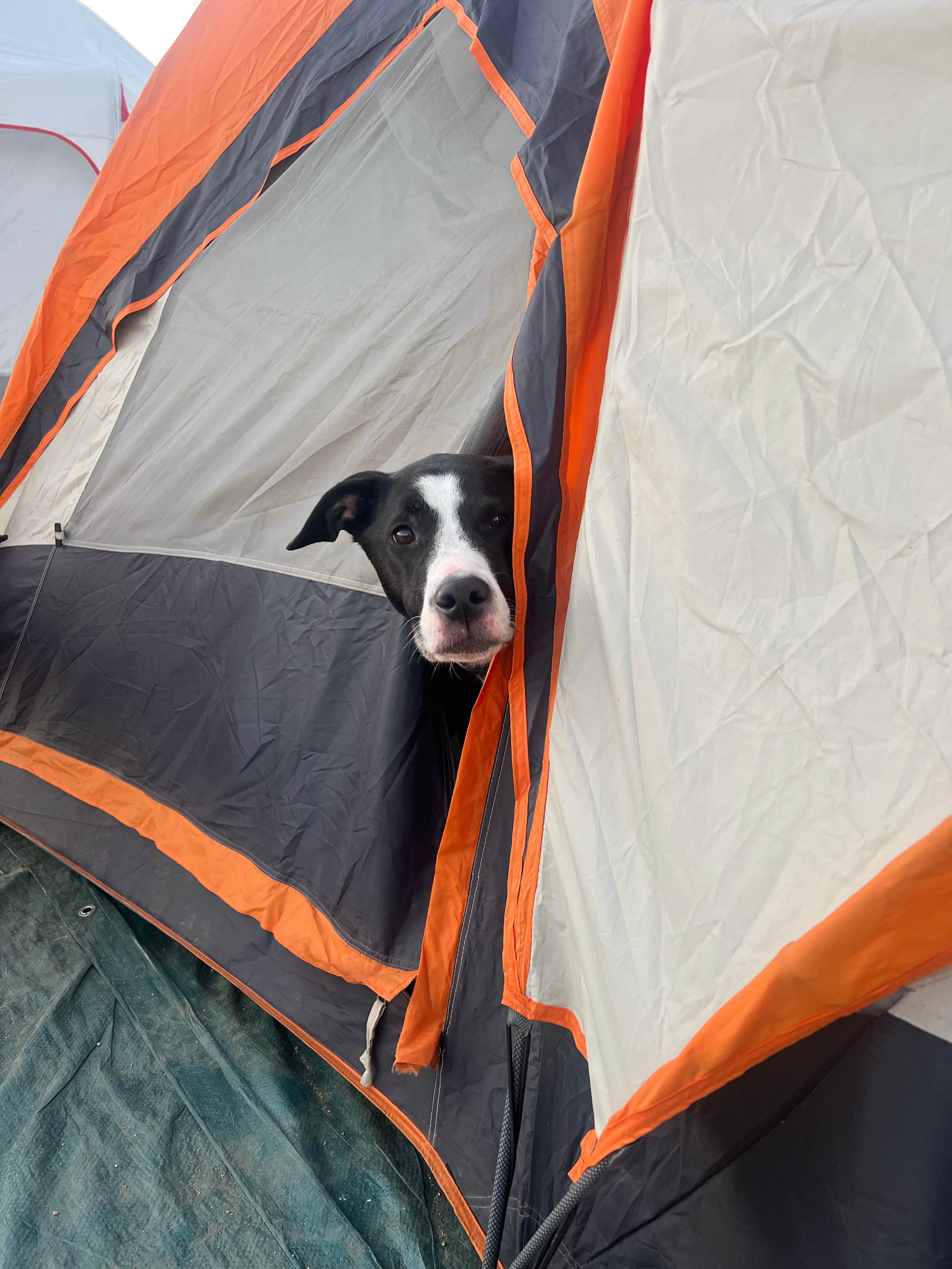 Kate's photo of camping with pets at Malibu Beach RV Park near Santa Monica, CA