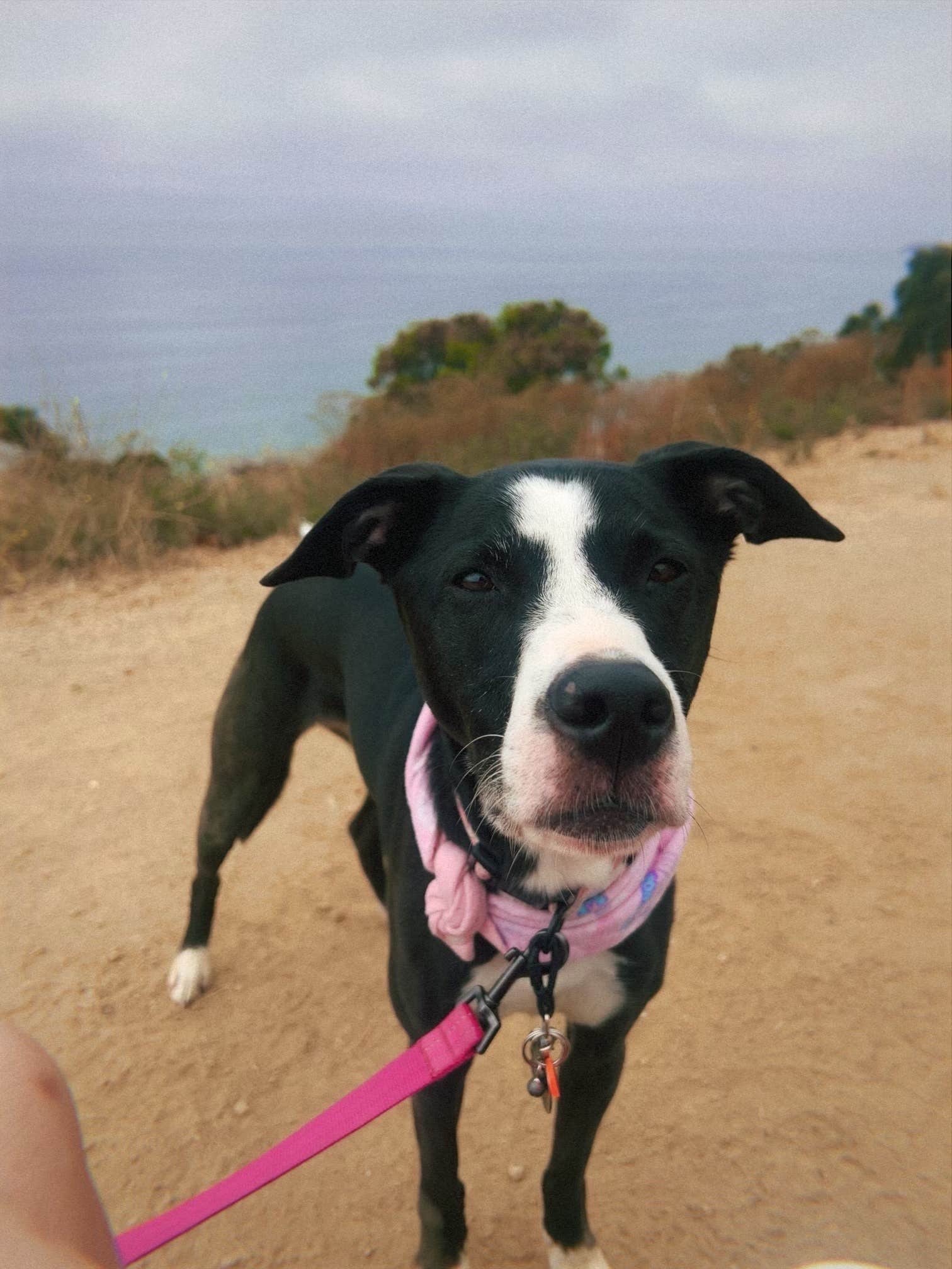 Kate's photo of camping with pets at Malibu Beach RV Park near Burbank, CA
