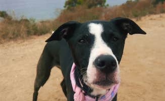 Kate's photo of camping with pets at Malibu Beach RV Park near Los Angeles, CA
