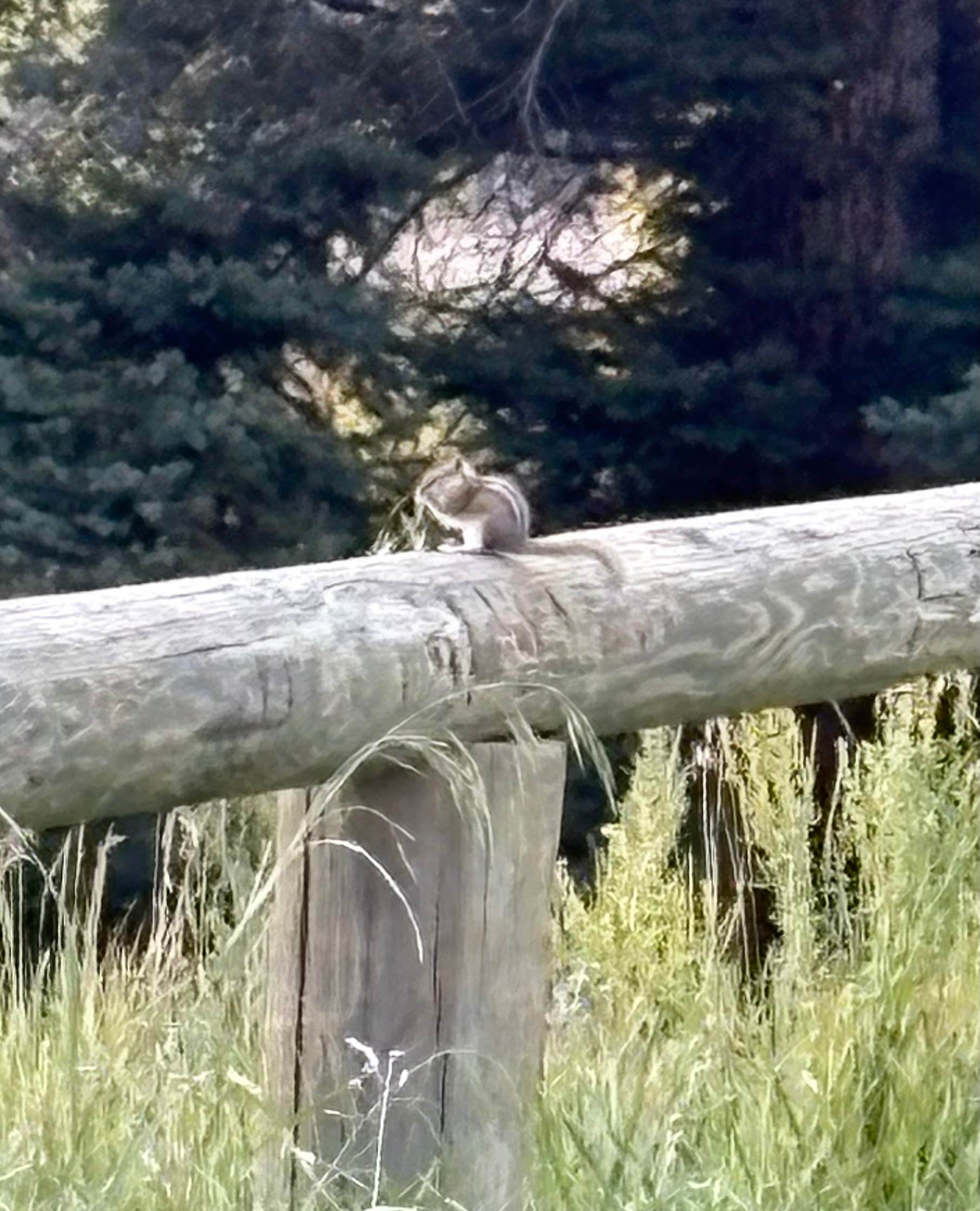 Camper-submitted photo at Mallette Creek North near Arroyo Seco, NM