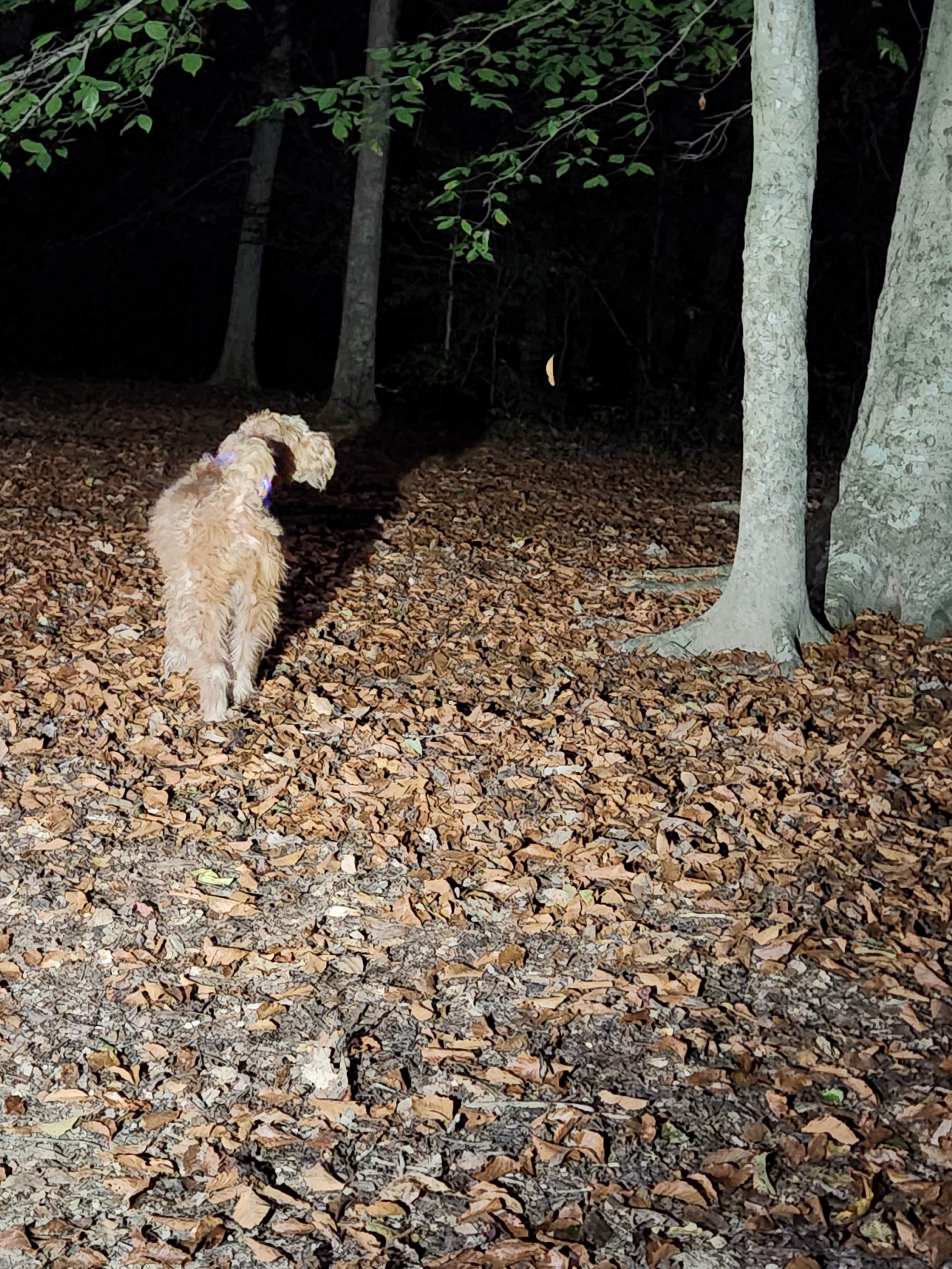 Dane J.'s photo of camping with pets at Mammoth Cave Campground — Mammoth Cave National Park near Hodgenville, KY