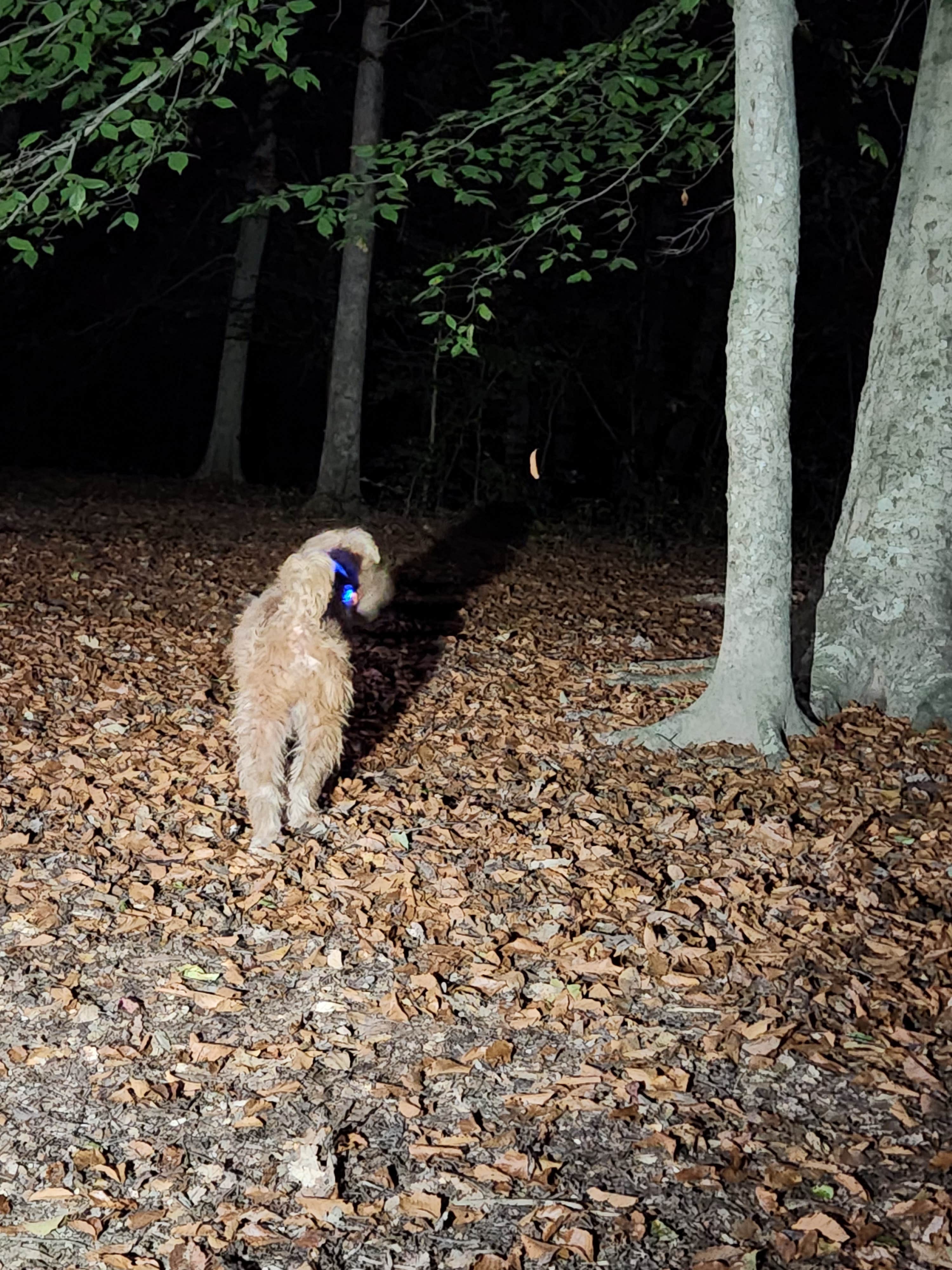 Dane J.'s photo of camping with pets at Mammoth Cave Campground — Mammoth Cave National Park near Leitchfield, KY