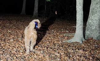 Dane J.'s photo of camping with pets at Mammoth Cave Campground — Mammoth Cave National Park near Leitchfield, KY