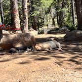 Review photo of Mammoth Dispersed by Amanda L., June 8, 2024