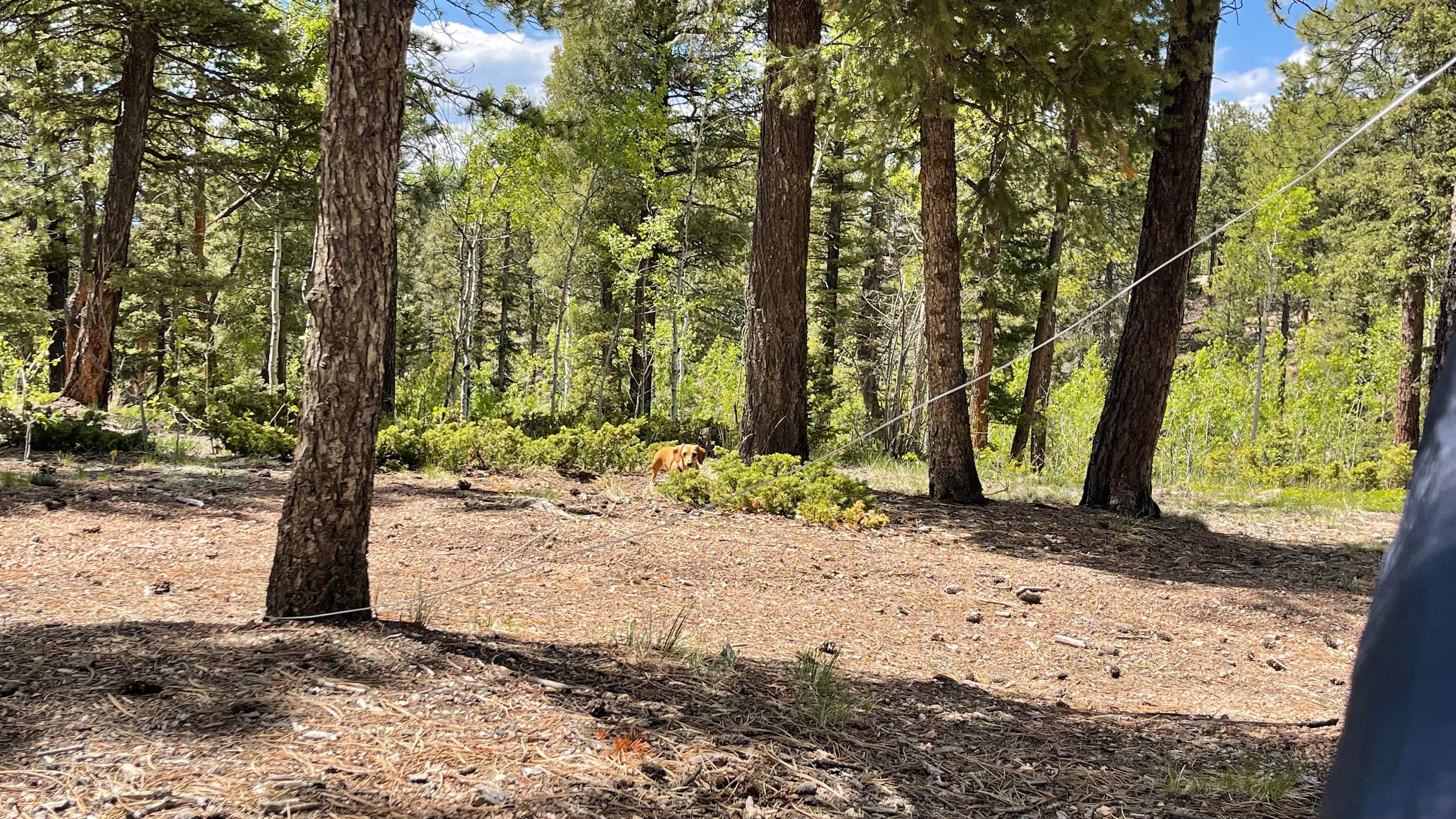 Camper-submitted photo at Manchester Creek Trailhead near Florissant, CO