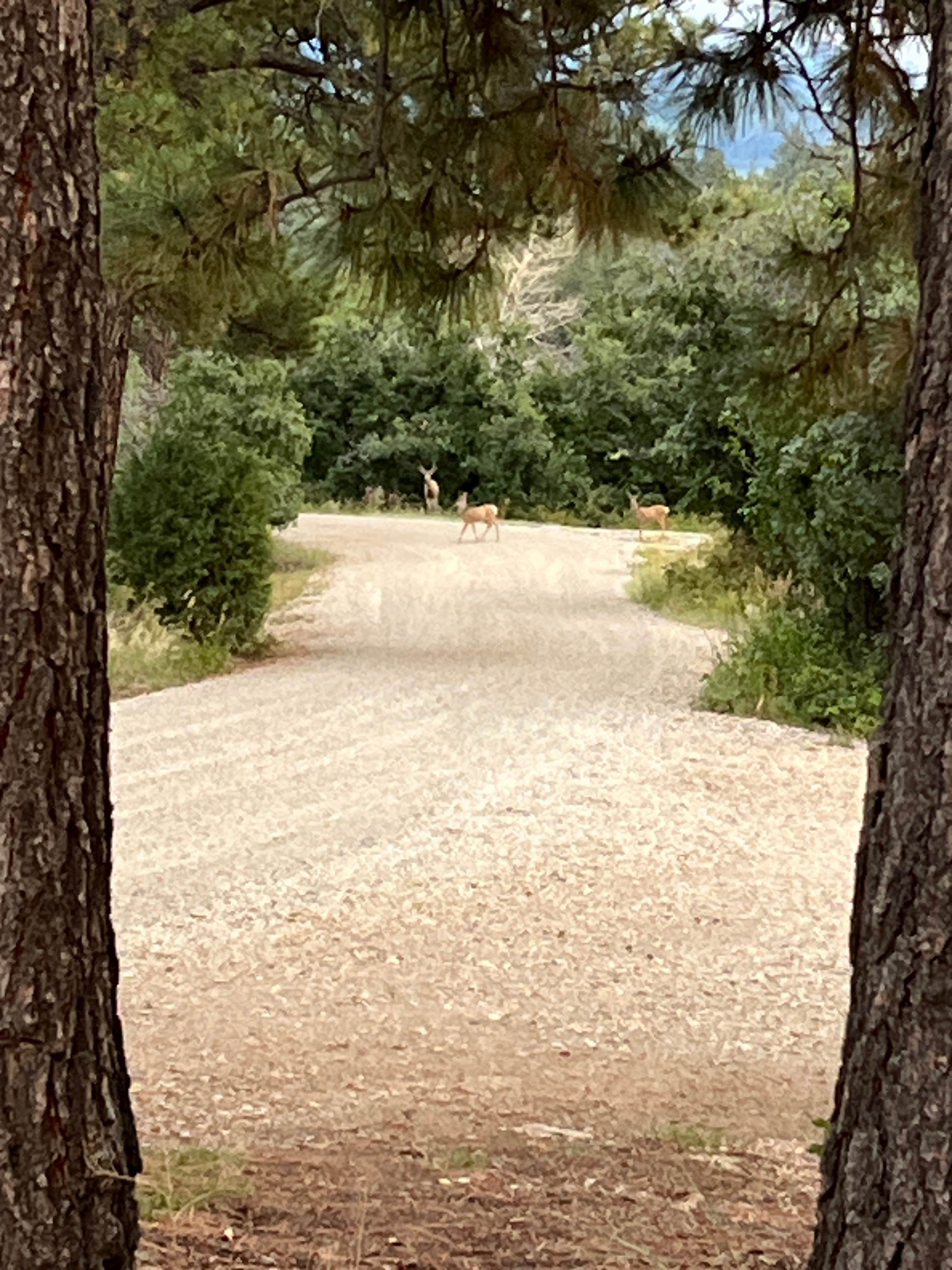 Michael's photo of camping with pets at Mancos State Park Campground near Cortez, CO