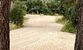 Michael's photo of camping with pets at Mancos State Park Campground near Cortez, CO