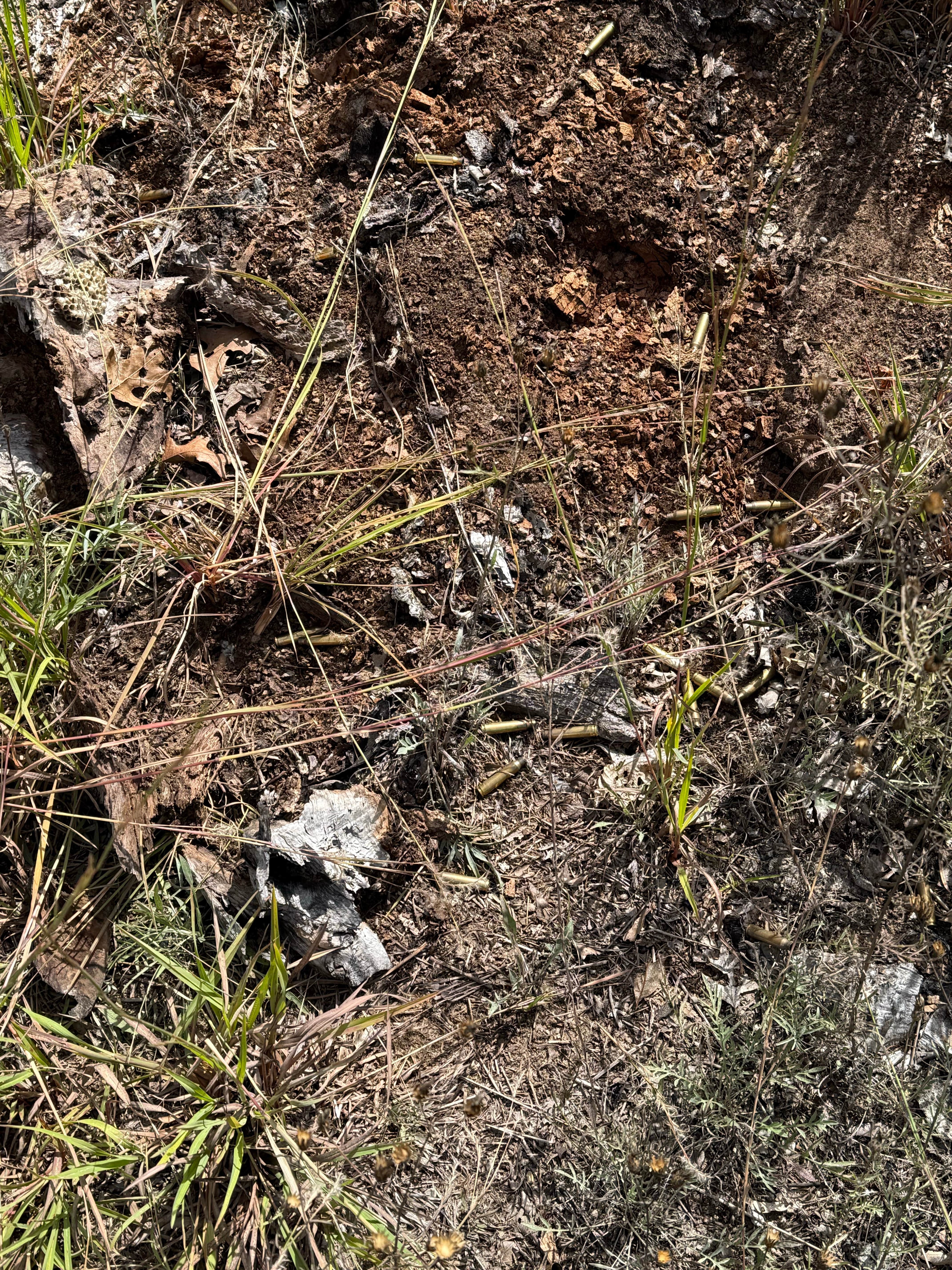 Camping near Paris Park: Spruce Road Pulloff Dispersed, Baldwin, Michigan