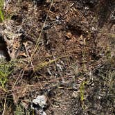 Review photo of Spruce Road Pulloff Dispersed by Linda C., August 27, 2025