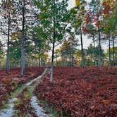 Review photo of Green Road Dispersed - Manistee NF by Evelyn K., October 12, 2025