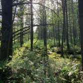 Review photo of Green Road Dispersed - Manistee NF by Heidi H., June 22, 2025