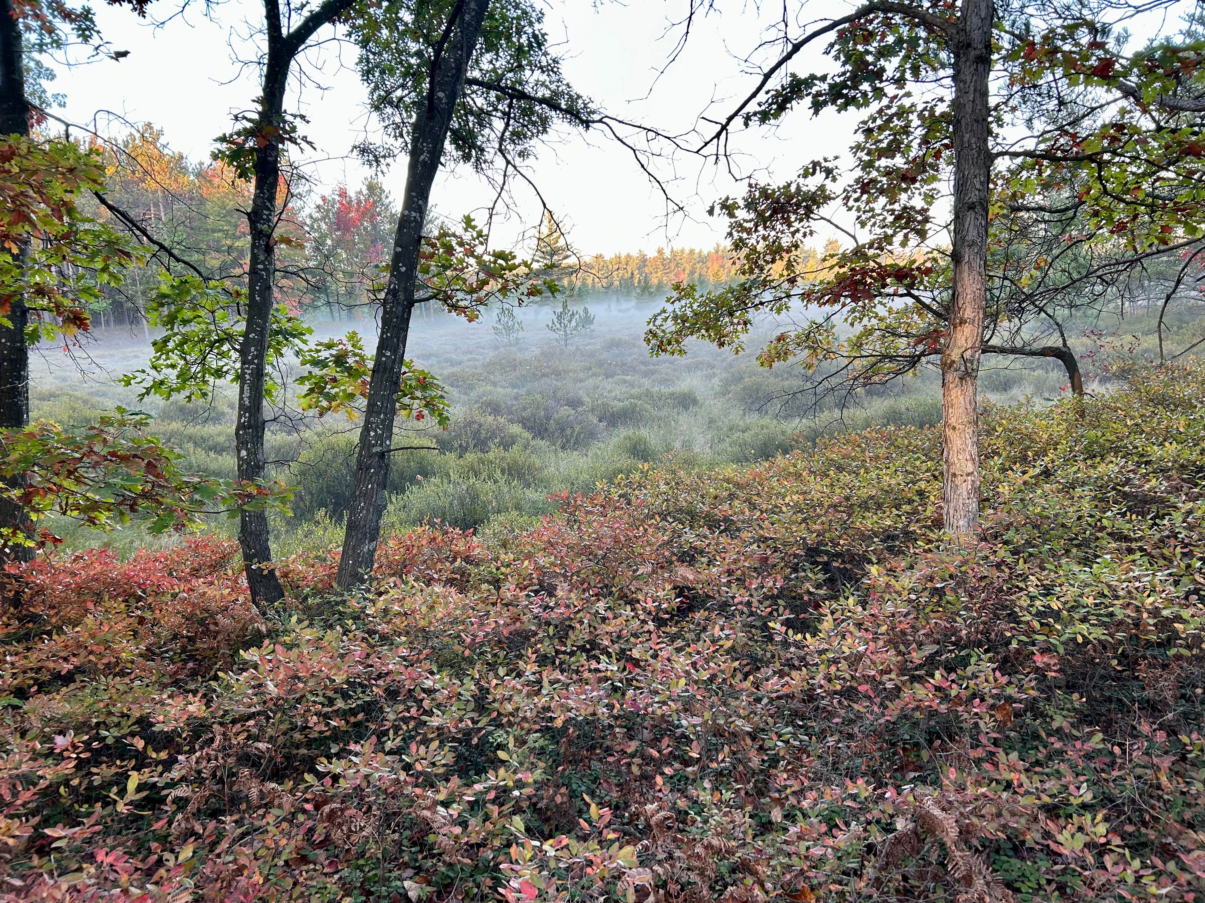 Camper-submitted photo at Green Road Dispersed - Manistee NF near Ludington, MI