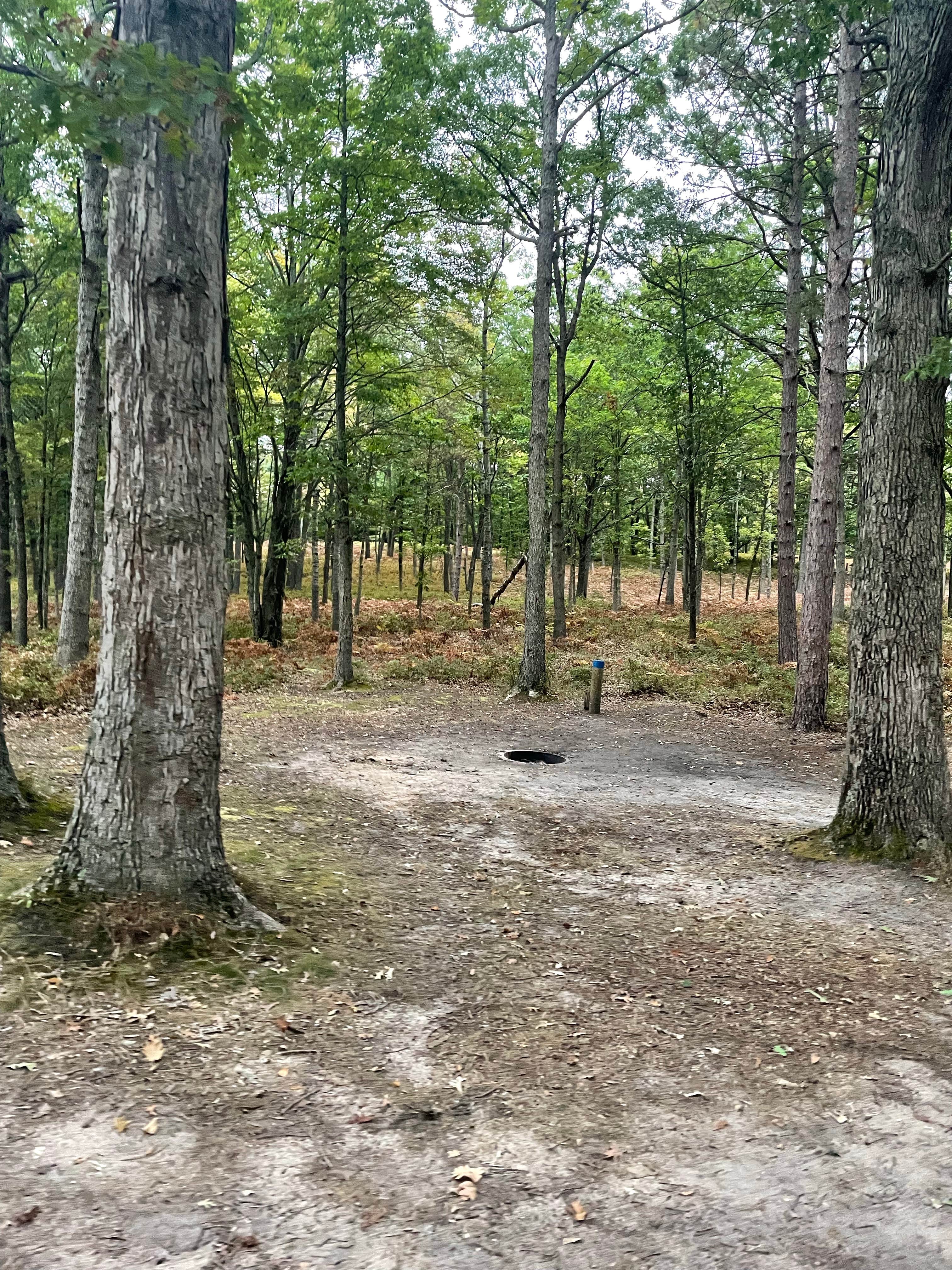 Camper submitted image from Green Road Dispersed - Manistee NF - 3