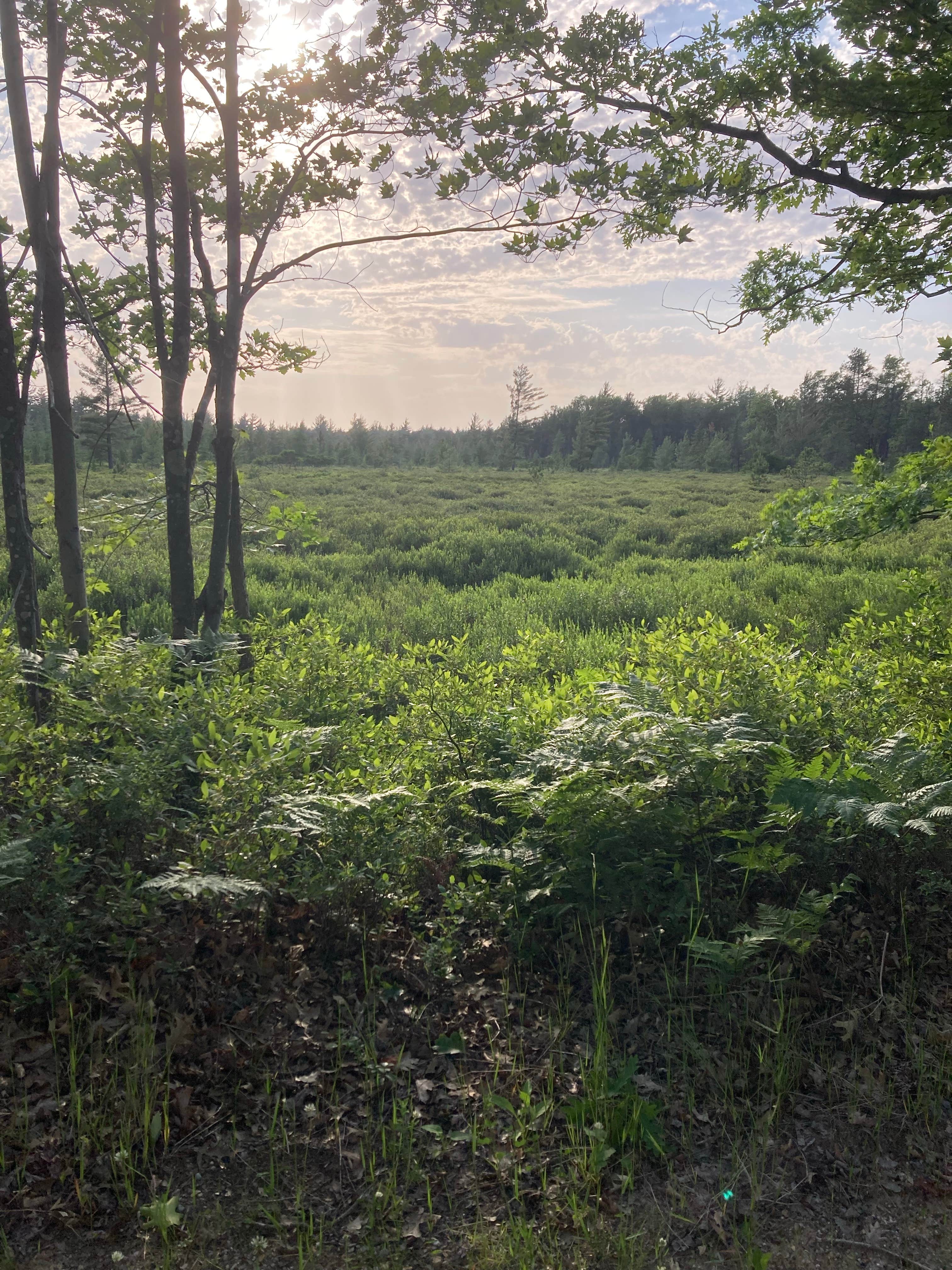 Camper-submitted photo at Green Road Dispersed - Manistee NF near Ludington, MI