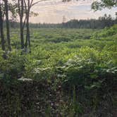Review photo of Green Road Dispersed - Manistee NF by Heidi H., June 22, 2025